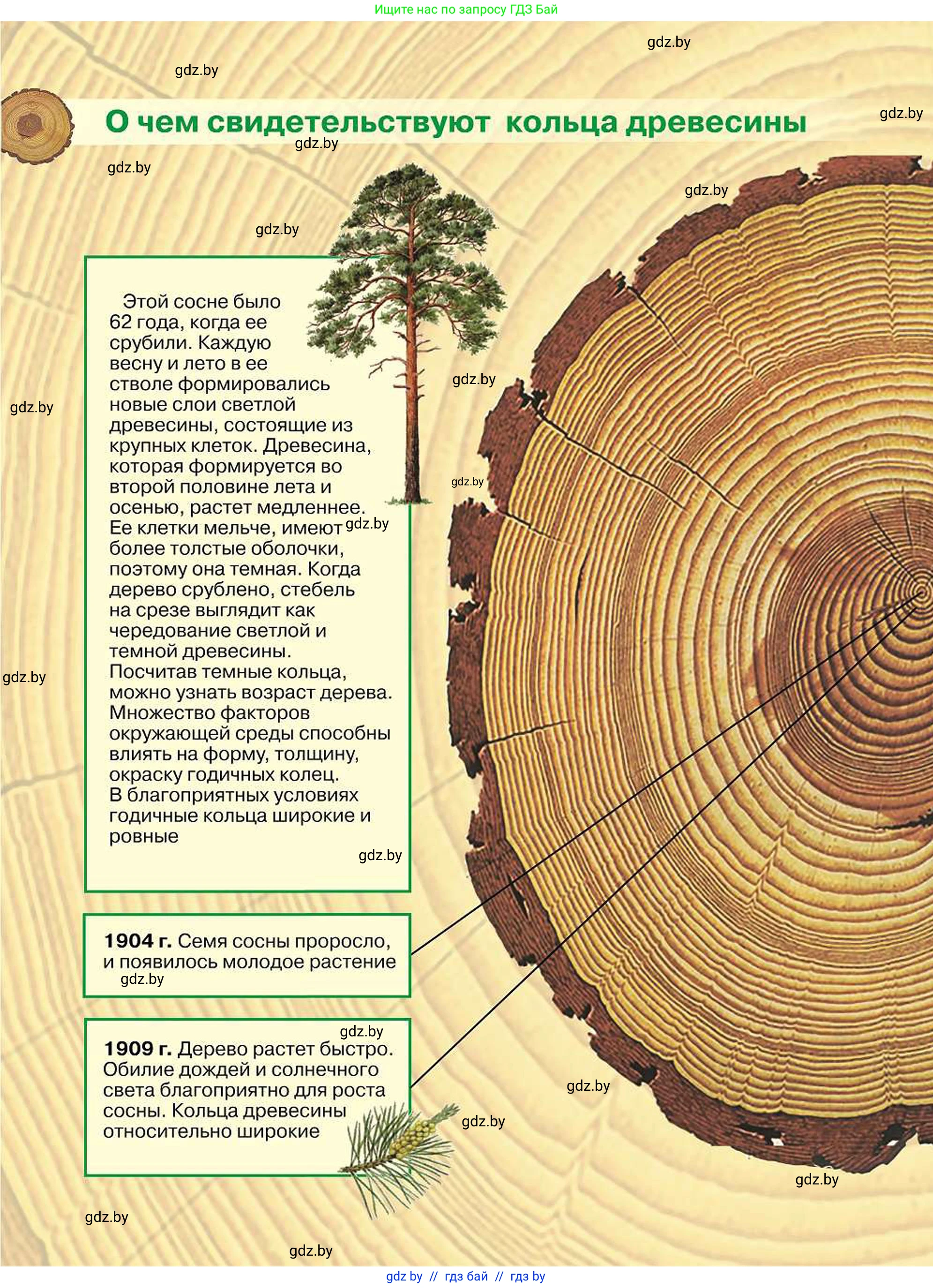 Биология, 7 класс Учебник, автор: Лисов Николай Дмитриевич, издательство Народная асвета, Минск, 2022, зелёного цвета, 