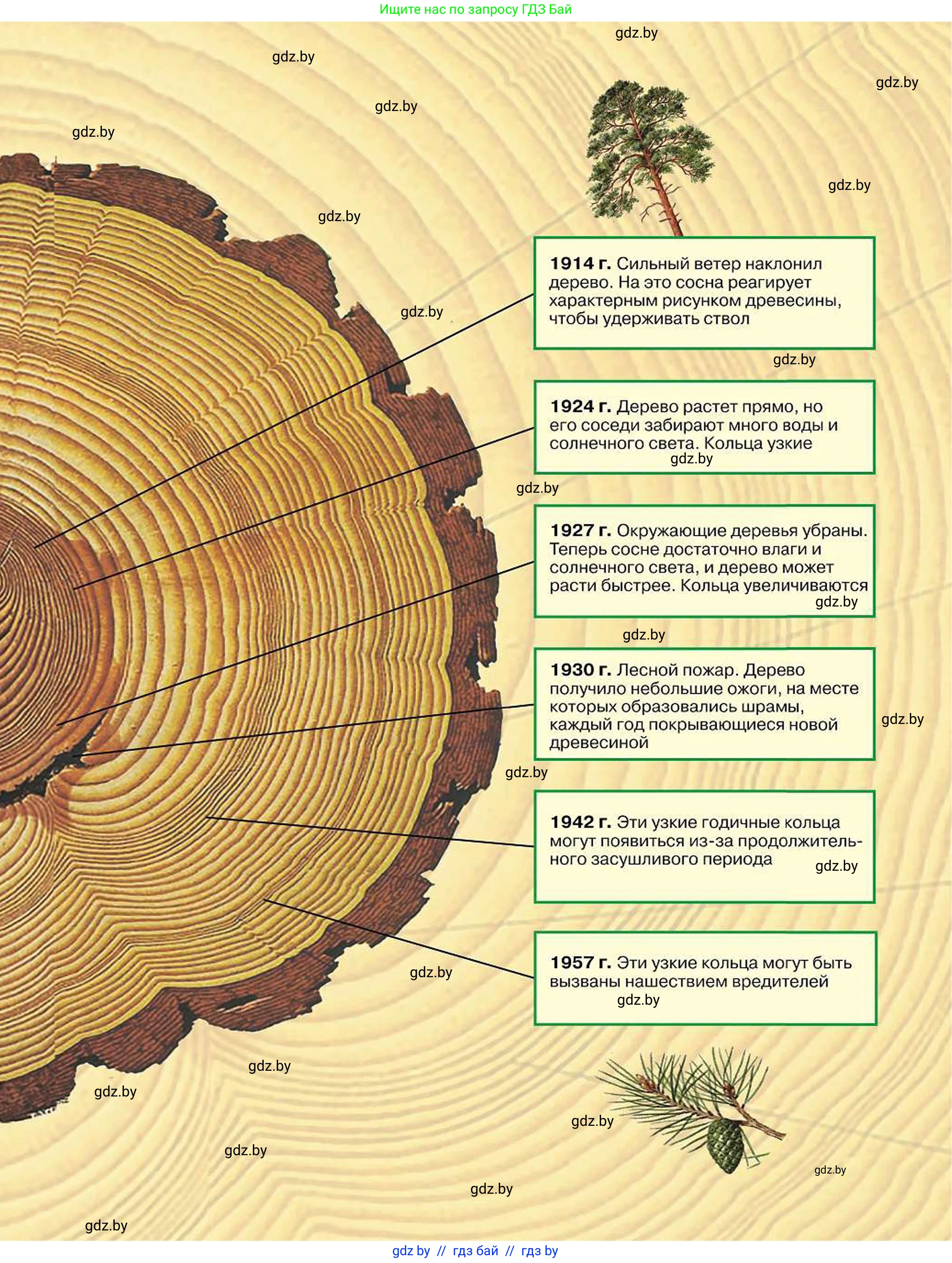 Биология, 7 класс Учебник, автор: Лисов Николай Дмитриевич, издательство Народная асвета, Минск, 2022, зелёного цвета, 