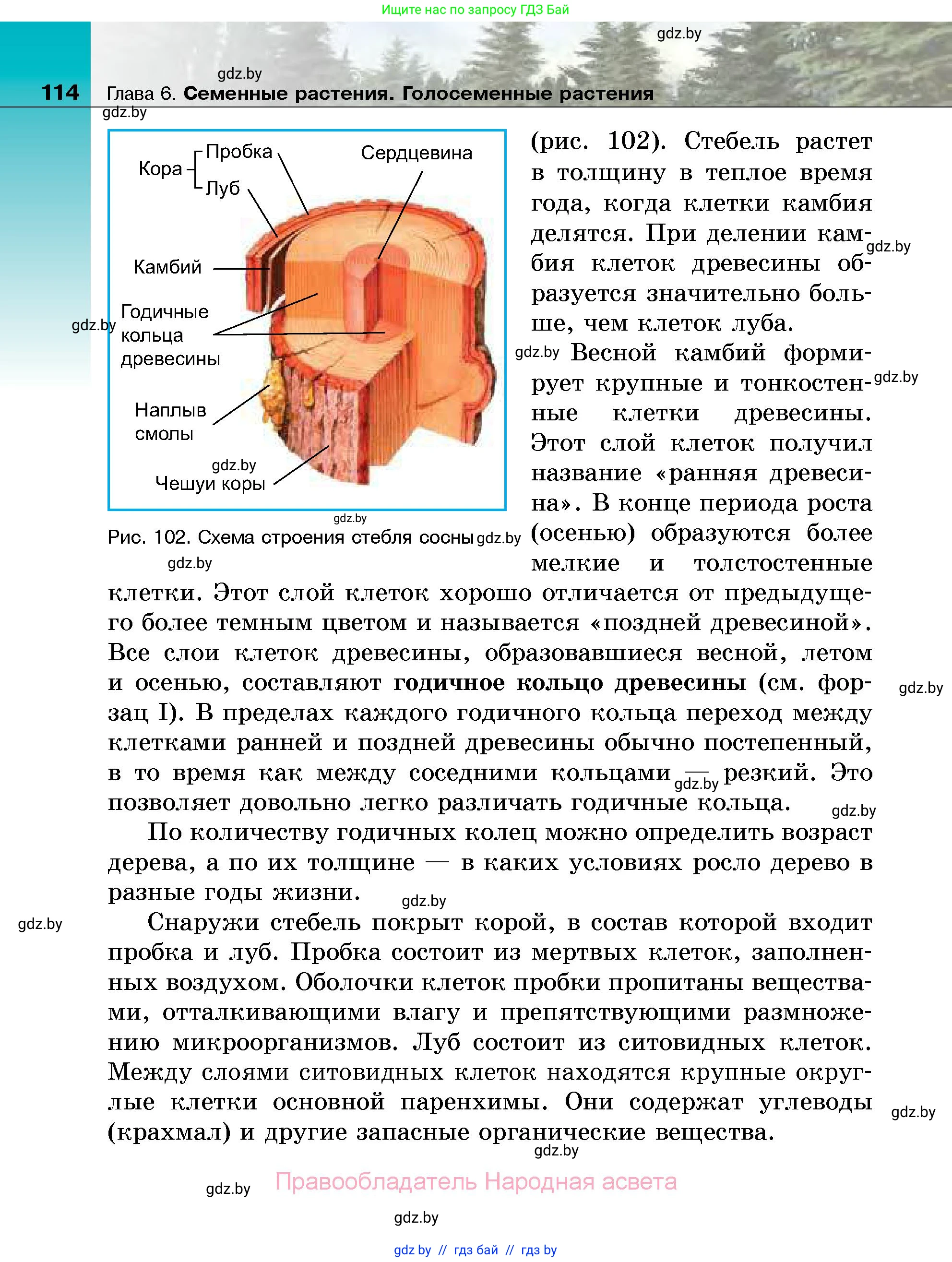Биология, 7 класс Учебник, автор: Лисов Николай Дмитриевич, издательство Народная асвета, Минск, 2022, зелёного цвета, страница 114