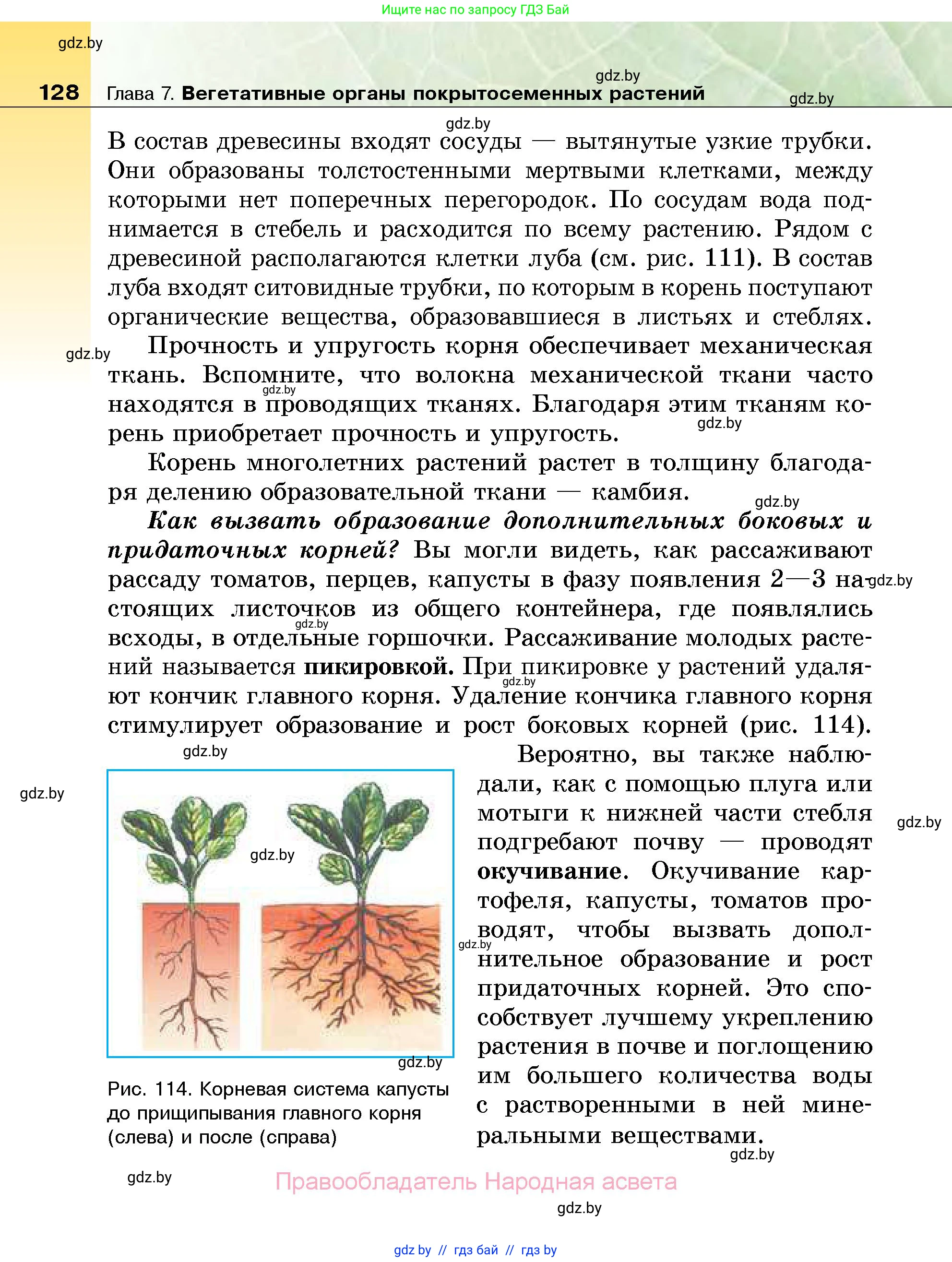 Биология, 7 класс Учебник, автор: Лисов Николай Дмитриевич, издательство Народная асвета, Минск, 2022, зелёного цвета, страница 128