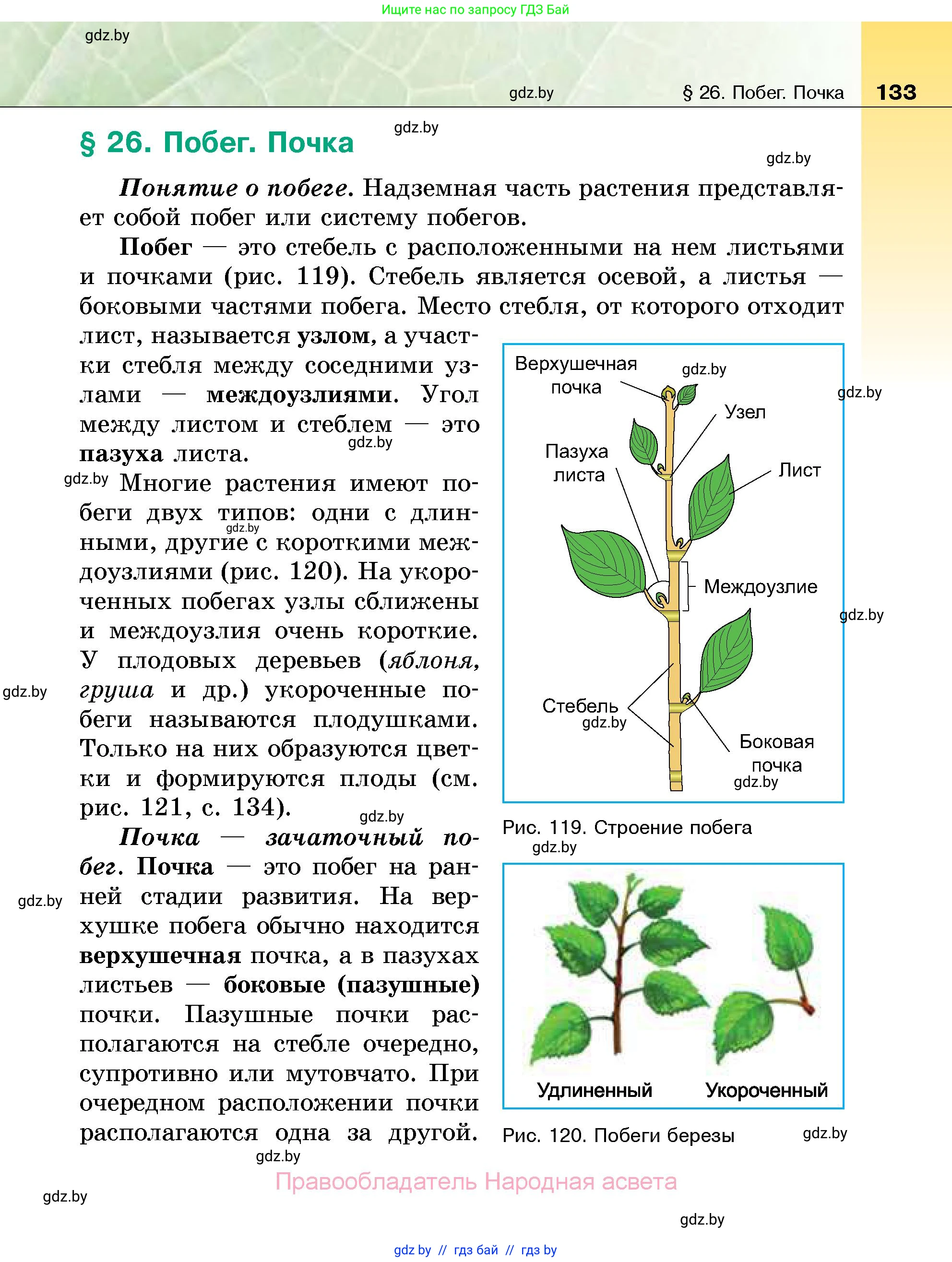 Биология, 7 класс Учебник, автор: Лисов Николай Дмитриевич, издательство Народная асвета, Минск, 2022, зелёного цвета, страница 133