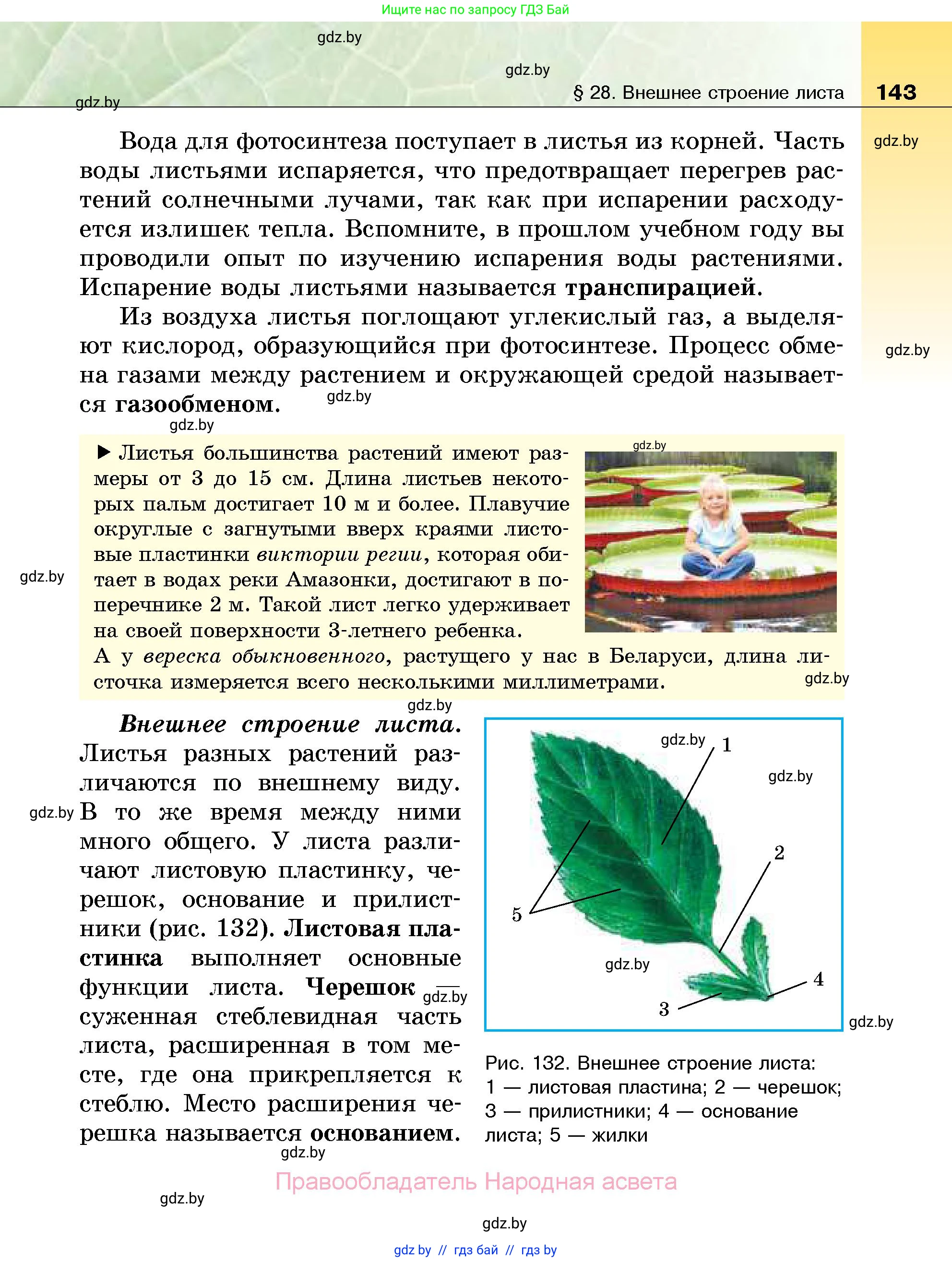 Биология, 7 класс Учебник, автор: Лисов Николай Дмитриевич, издательство Народная асвета, Минск, 2022, зелёного цвета, страница 143