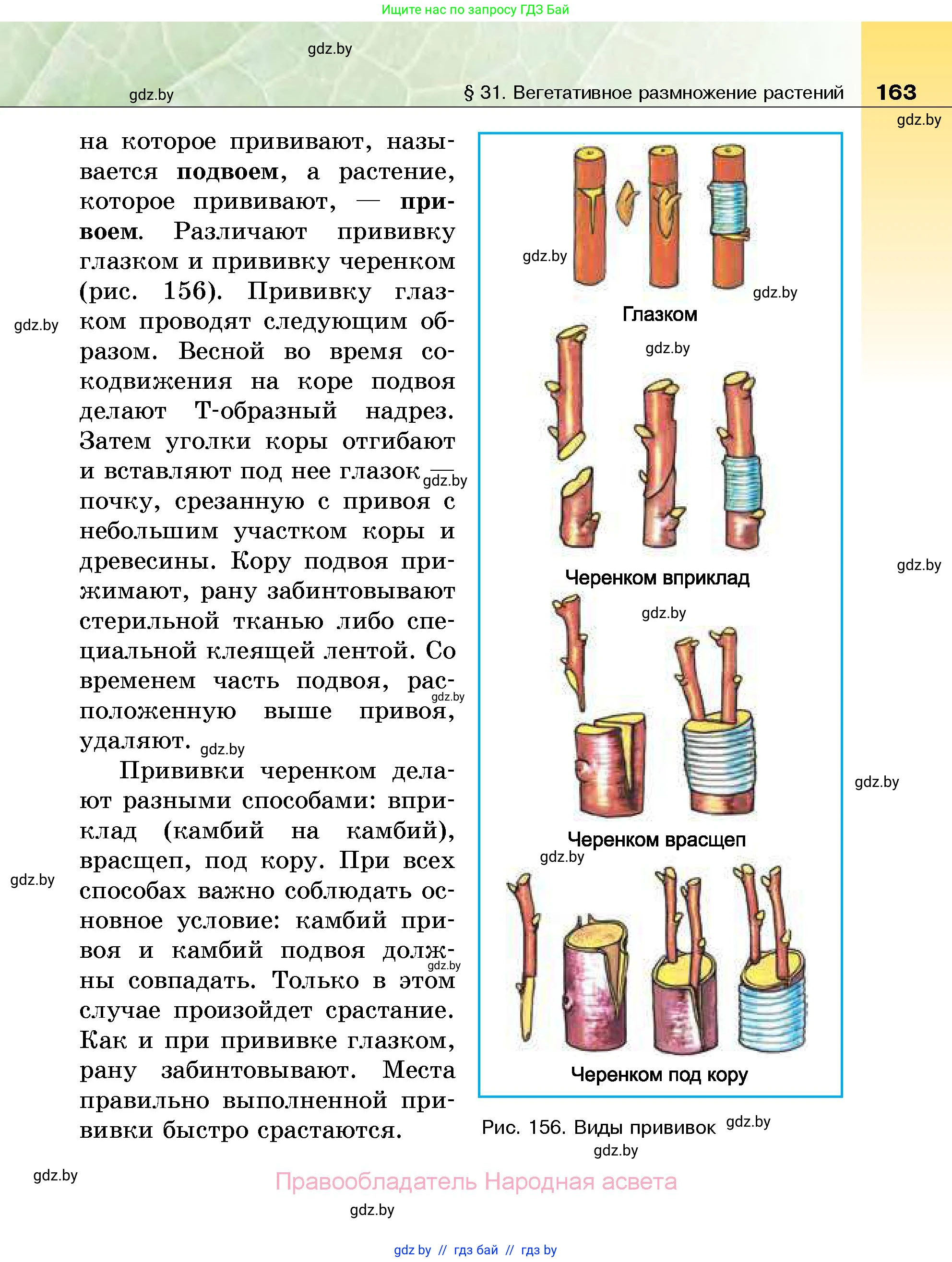 Биология, 7 класс Учебник, автор: Лисов Николай Дмитриевич, издательство Народная асвета, Минск, 2022, зелёного цвета, страница 163