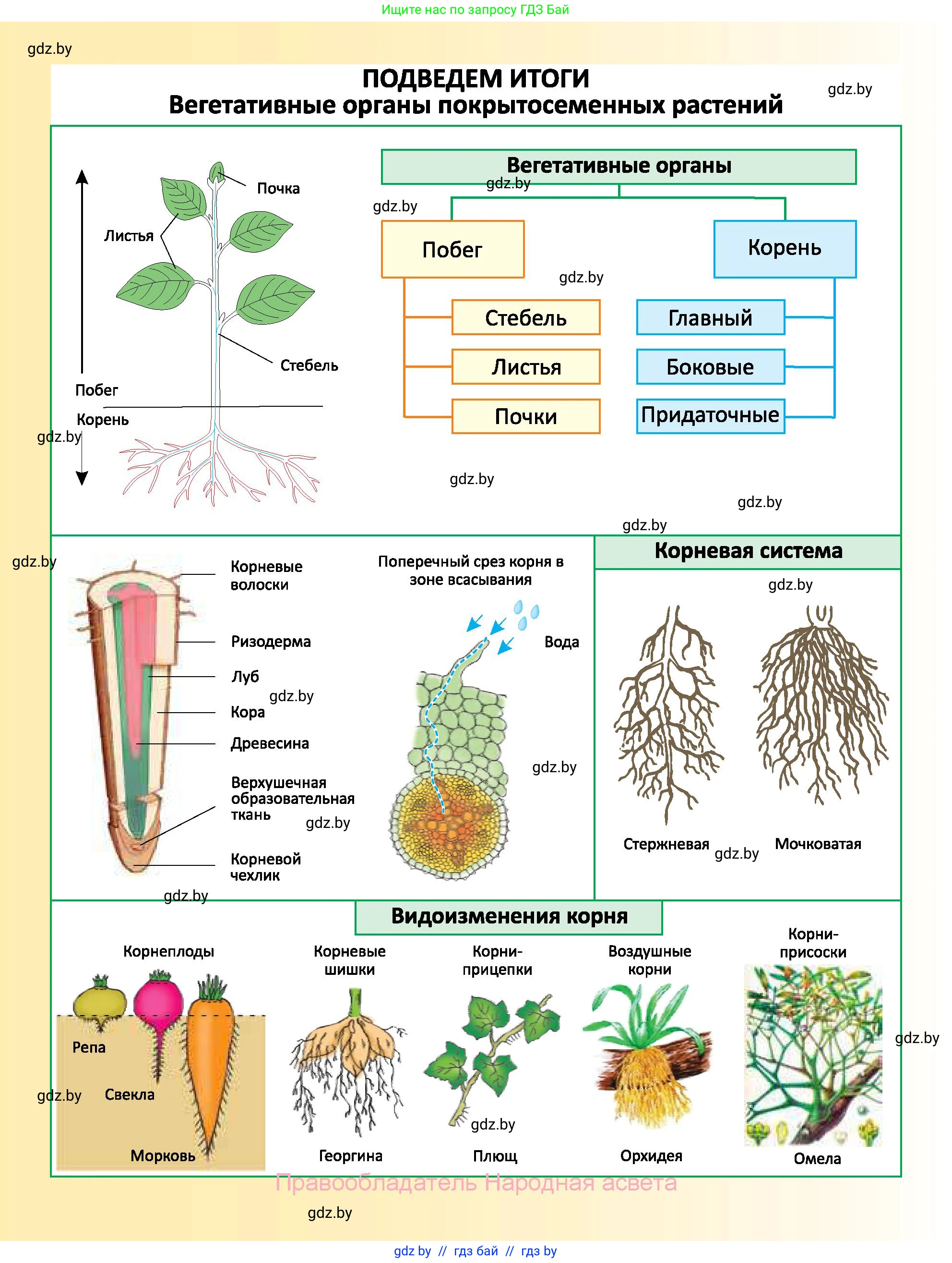 Биология, 7 класс Учебник, автор: Лисов Николай Дмитриевич, издательство Народная асвета, Минск, 2022, зелёного цвета, страница 166