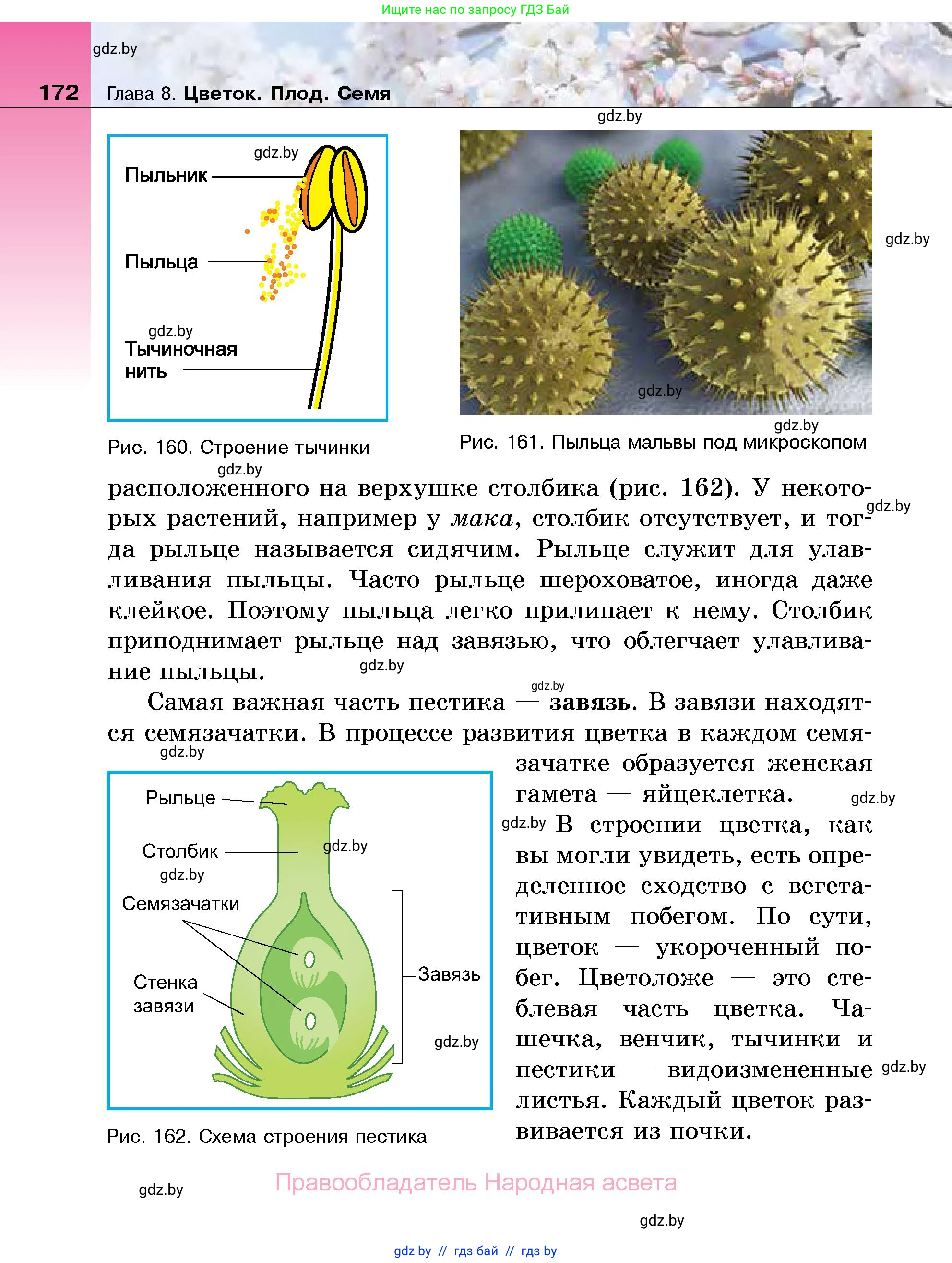 Биология, 7 класс Учебник, автор: Лисов Николай Дмитриевич, издательство Народная асвета, Минск, 2022, зелёного цвета, страница 172