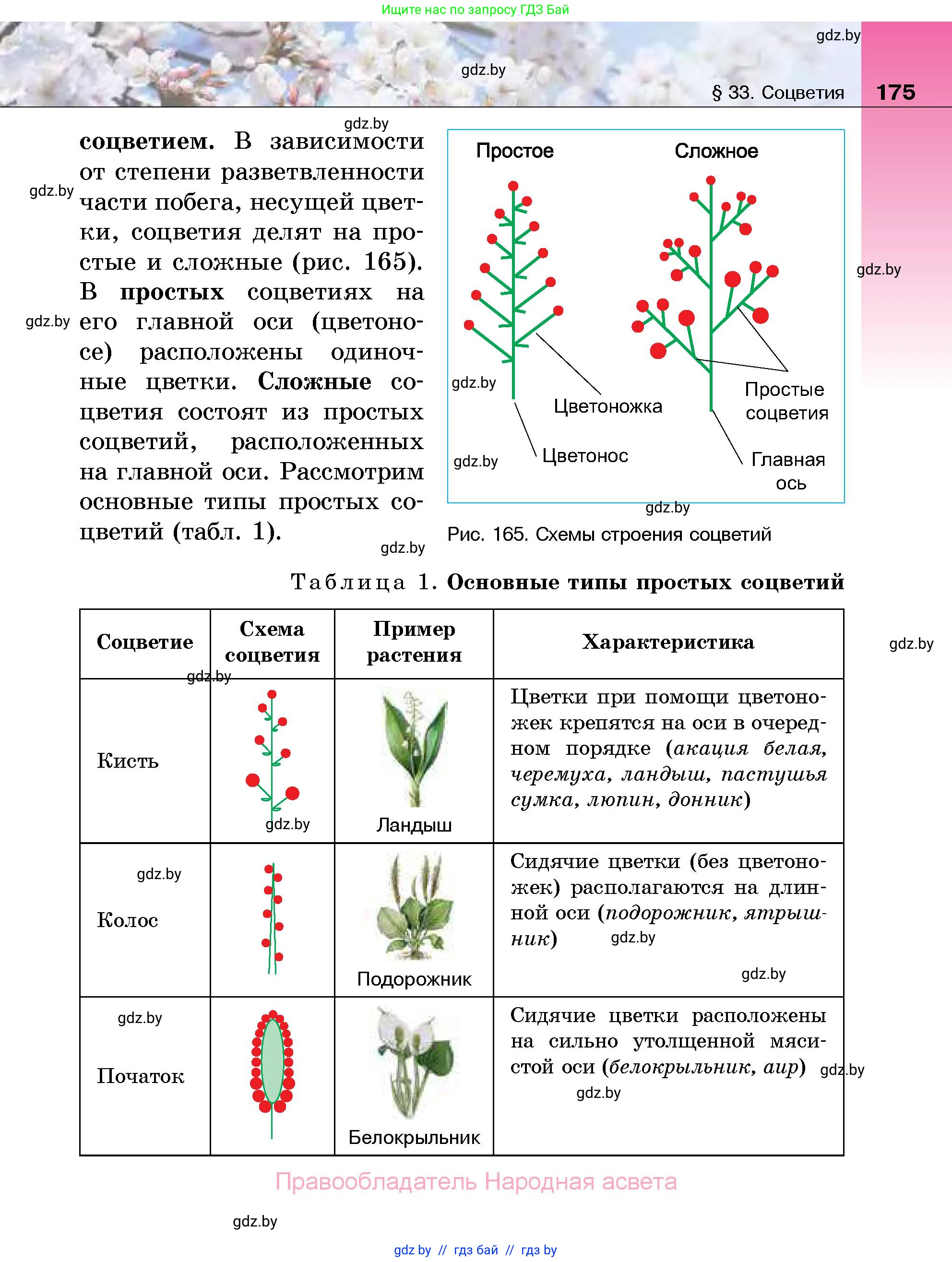 Биология, 7 класс Учебник, автор: Лисов Николай Дмитриевич, издательство Народная асвета, Минск, 2022, зелёного цвета, страница 175