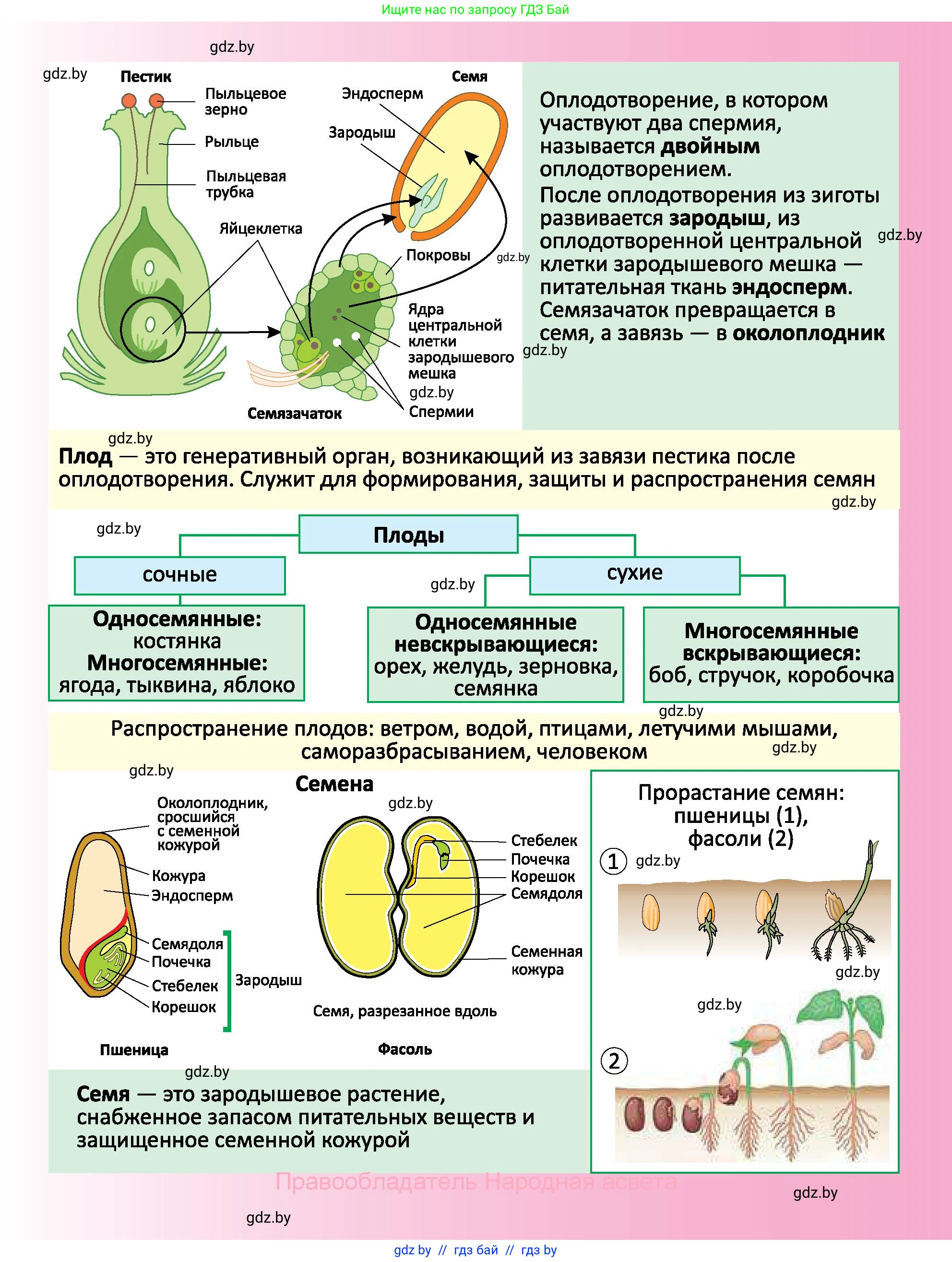 Биология, 7 класс Учебник, автор: Лисов Николай Дмитриевич, издательство Народная асвета, Минск, 2022, зелёного цвета, страница 203