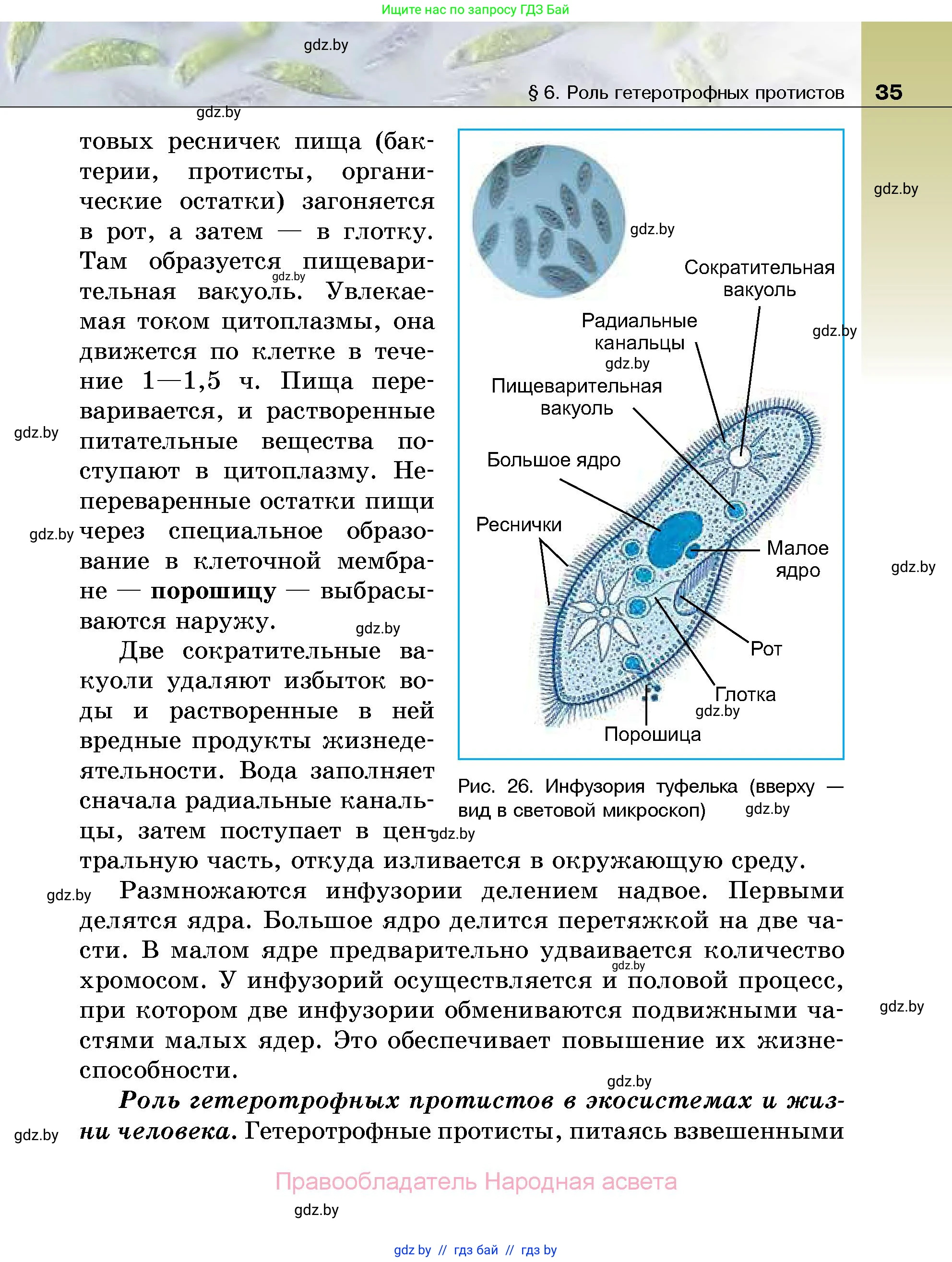 Биология, 7 класс Учебник, автор: Лисов Николай Дмитриевич, издательство Народная асвета, Минск, 2022, зелёного цвета, страница 35