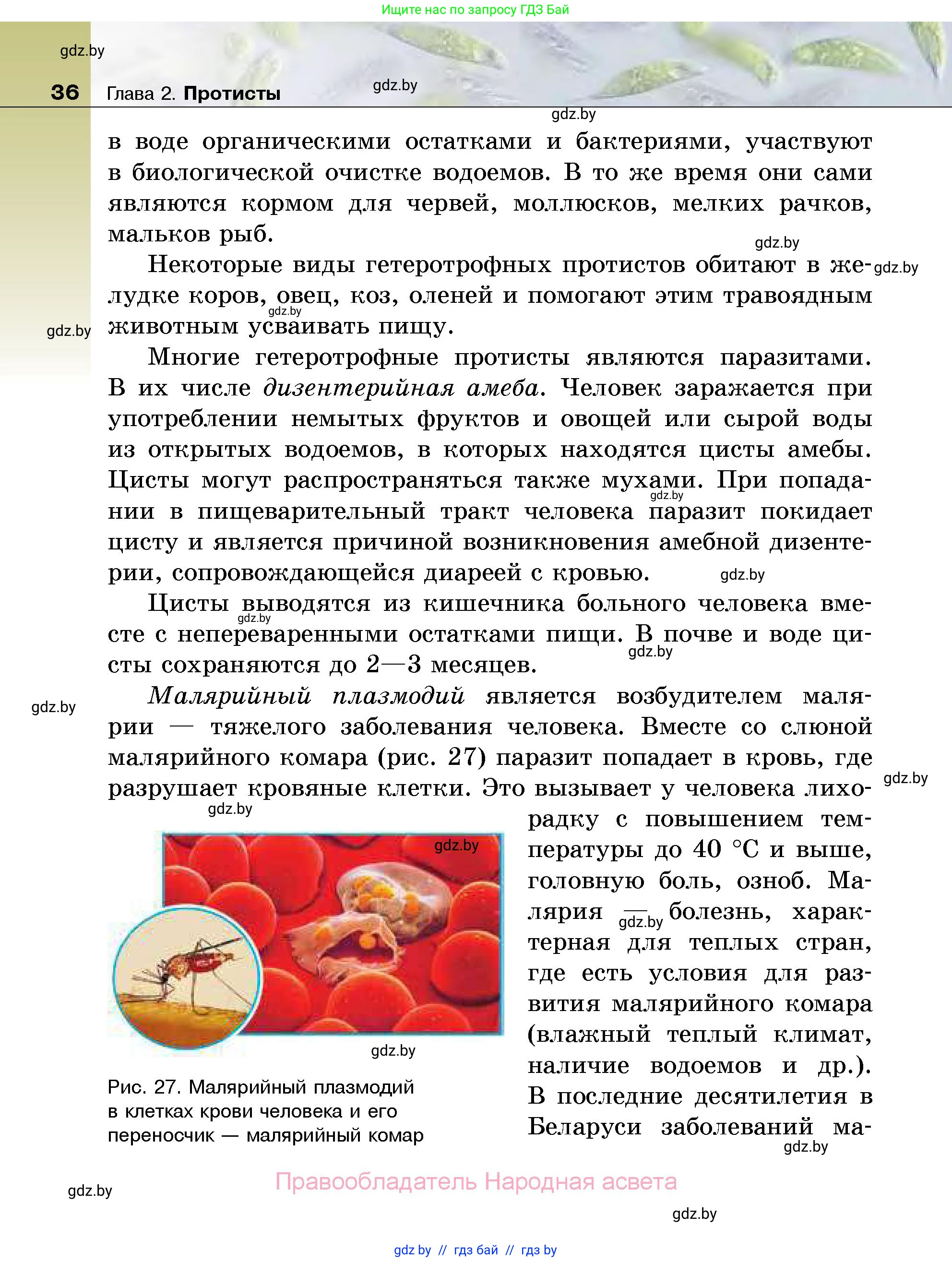 Биология, 7 класс Учебник, автор: Лисов Николай Дмитриевич, издательство Народная асвета, Минск, 2022, зелёного цвета, страница 36