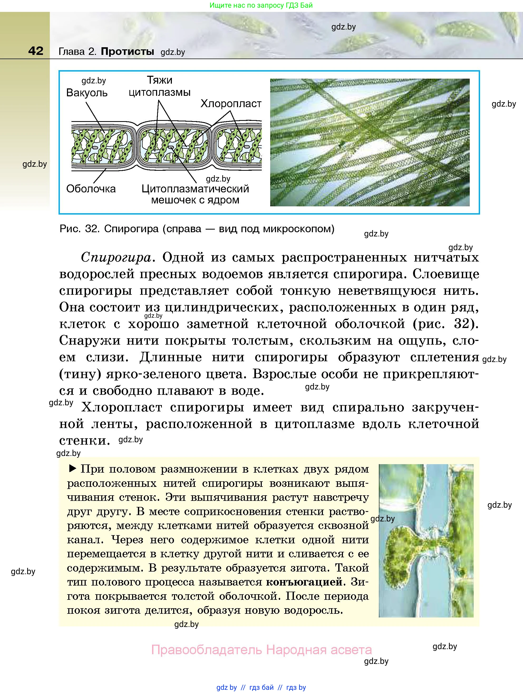 Биология, 7 класс Учебник, автор: Лисов Николай Дмитриевич, издательство Народная асвета, Минск, 2022, зелёного цвета, страница 42