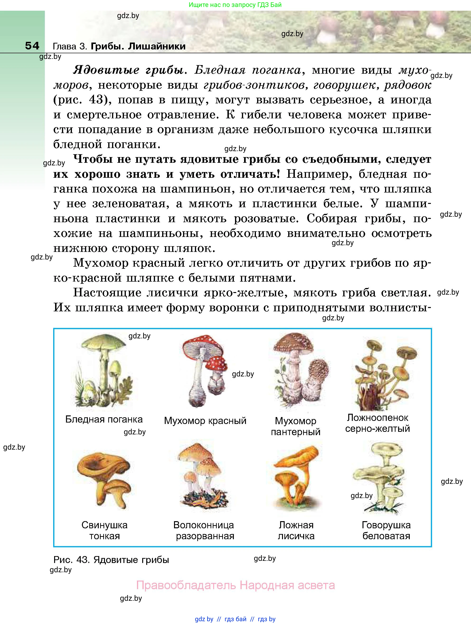 Биология, 7 класс Учебник, автор: Лисов Николай Дмитриевич, издательство Народная асвета, Минск, 2022, зелёного цвета, страница 54
