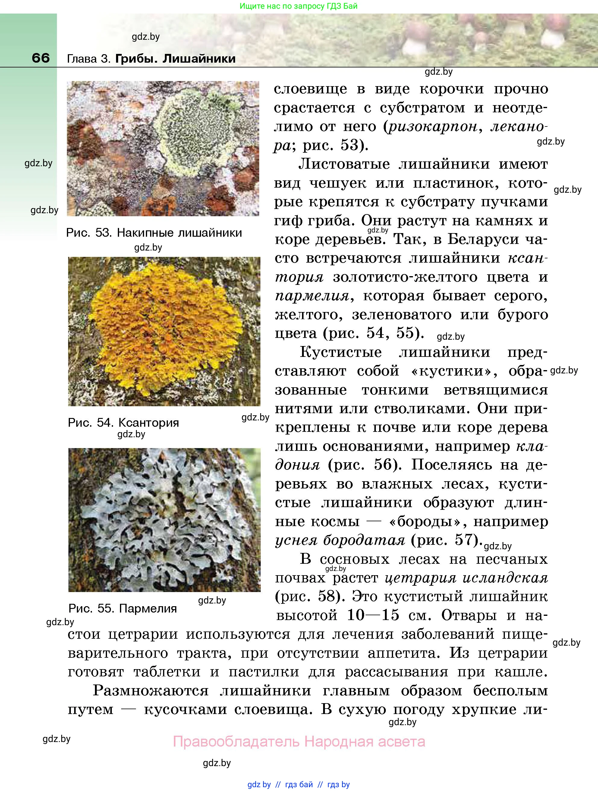 Биология, 7 класс Учебник, автор: Лисов Николай Дмитриевич, издательство Народная асвета, Минск, 2022, зелёного цвета, страница 66