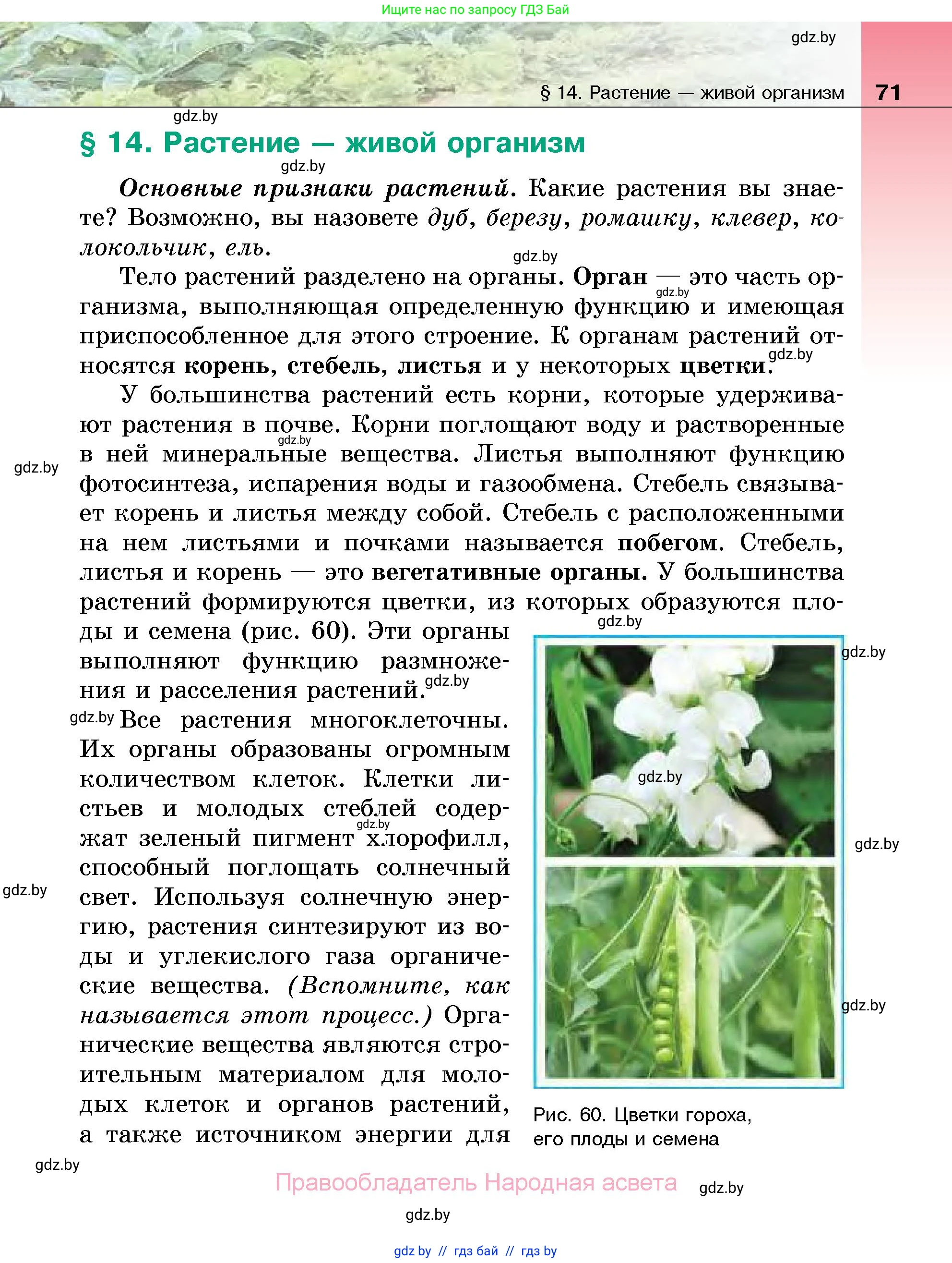 Биология, 7 класс Учебник, автор: Лисов Николай Дмитриевич, издательство Народная асвета, Минск, 2022, зелёного цвета, страница 71
