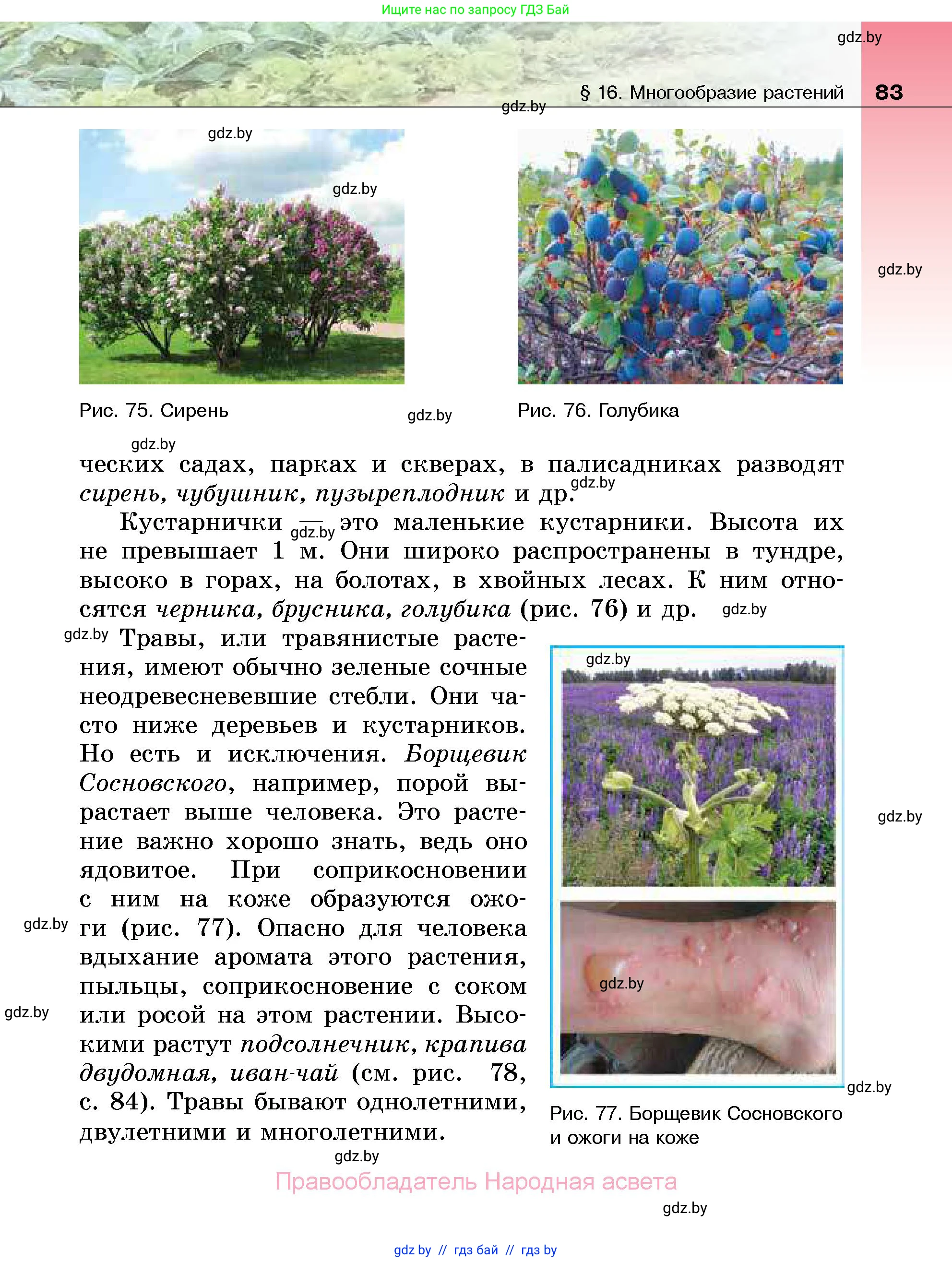 Биология, 7 класс Учебник, автор: Лисов Николай Дмитриевич, издательство Народная асвета, Минск, 2022, зелёного цвета, страница 83
