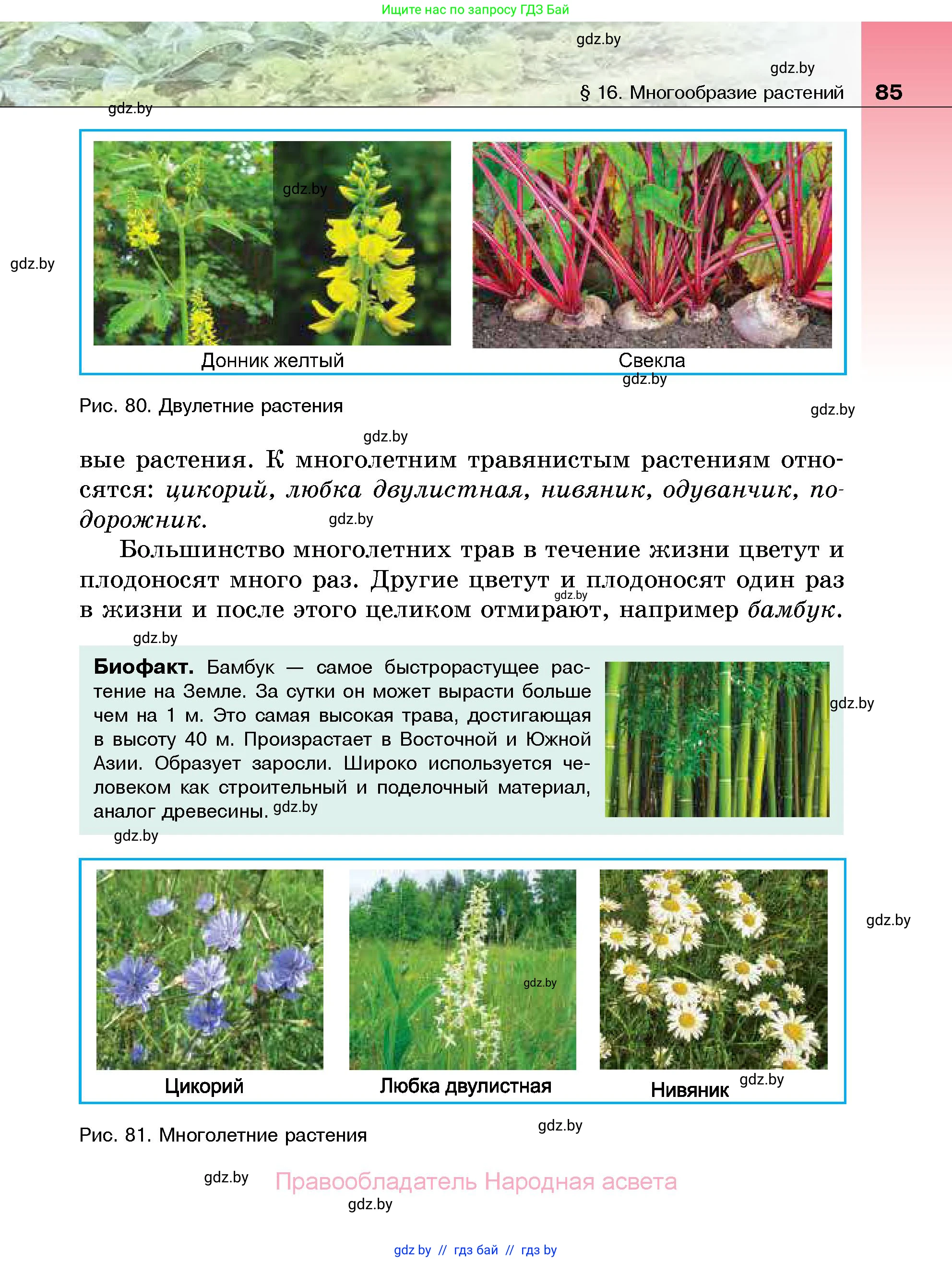 Биология, 7 класс Учебник, автор: Лисов Николай Дмитриевич, издательство Народная асвета, Минск, 2022, зелёного цвета, страница 85