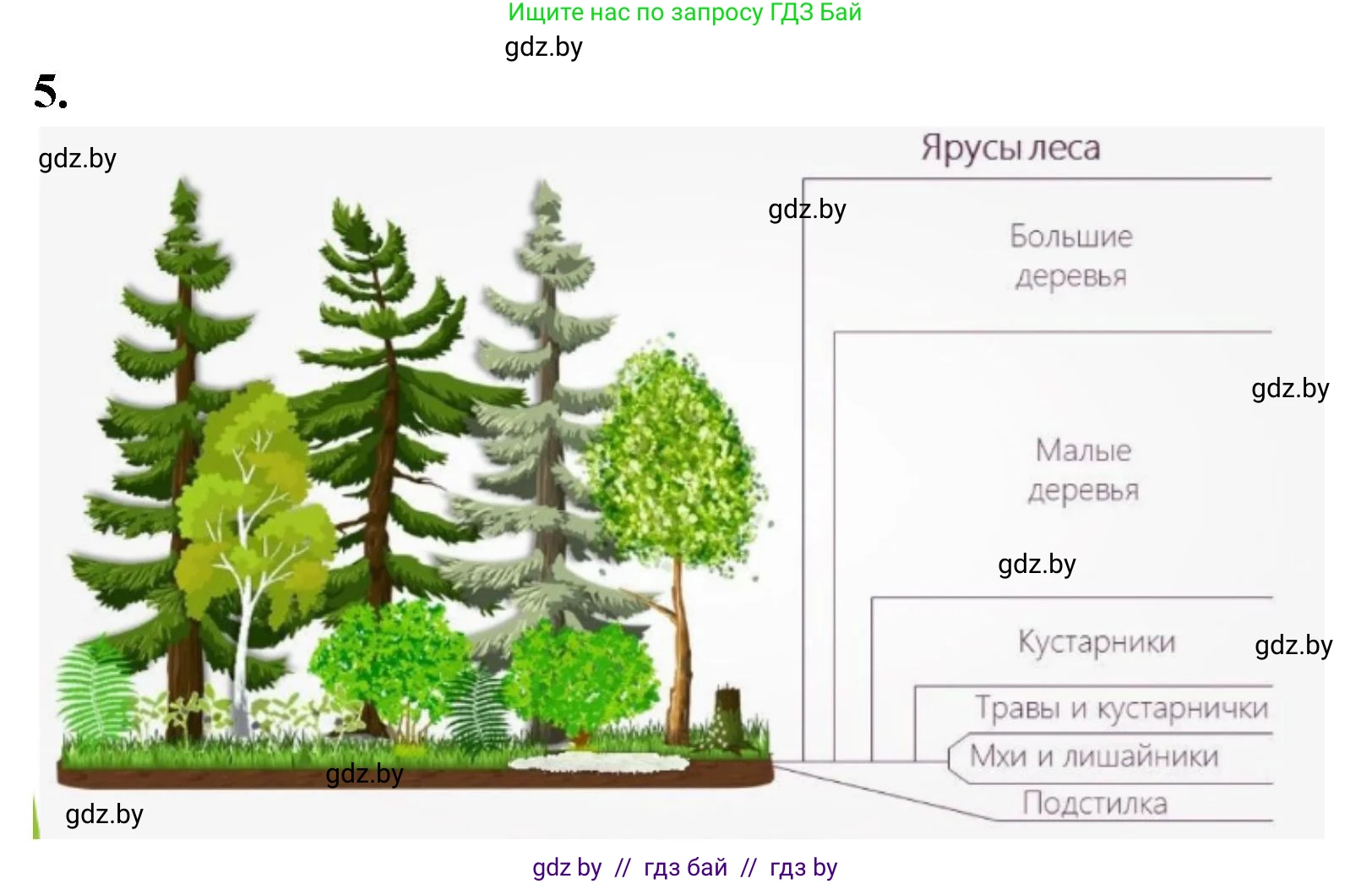 Биология, 7 класс тетрадь для экскусрий, лабораторных и практических работ, автор: Рогожников Олег Николаевич, издательство Сэр-Вит, Минск, 2022, голубого цвета, страница 49, номер 5, Решение