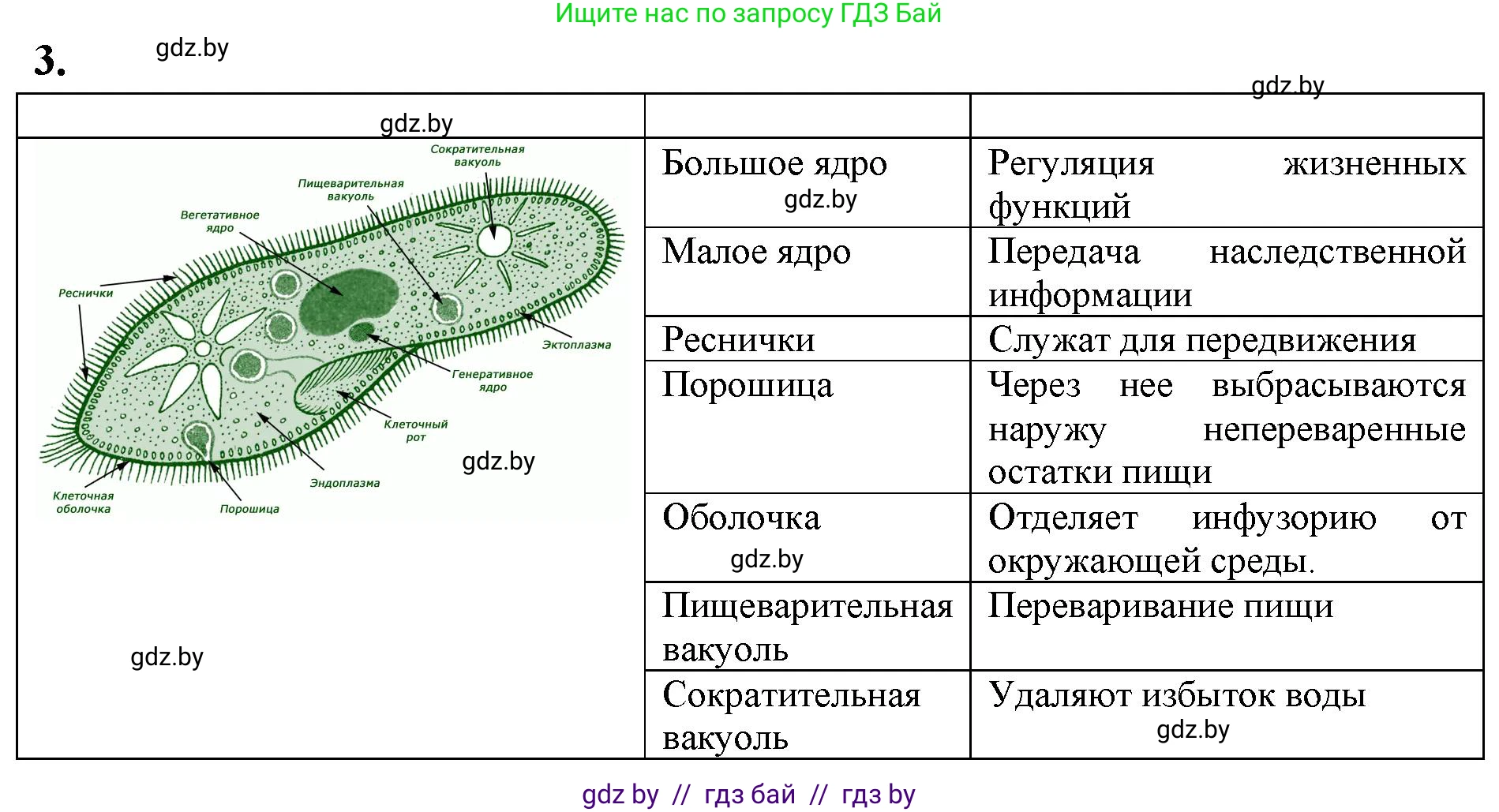 Биология, 7 класс тетрадь для экскусрий, лабораторных и практических работ, автор: Рогожников Олег Николаевич, издательство Сэр-Вит, Минск, 2022, голубого цвета, страница 6, номер 3, Решение