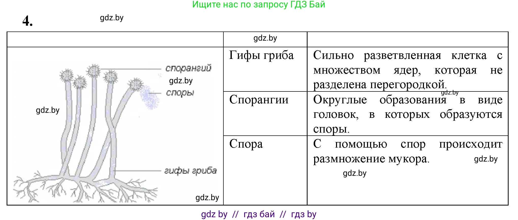 Биология, 7 класс тетрадь для экскусрий, лабораторных и практических работ, автор: Рогожников Олег Николаевич, издательство Сэр-Вит, Минск, 2022, голубого цвета, страница 10, номер 4, Решение