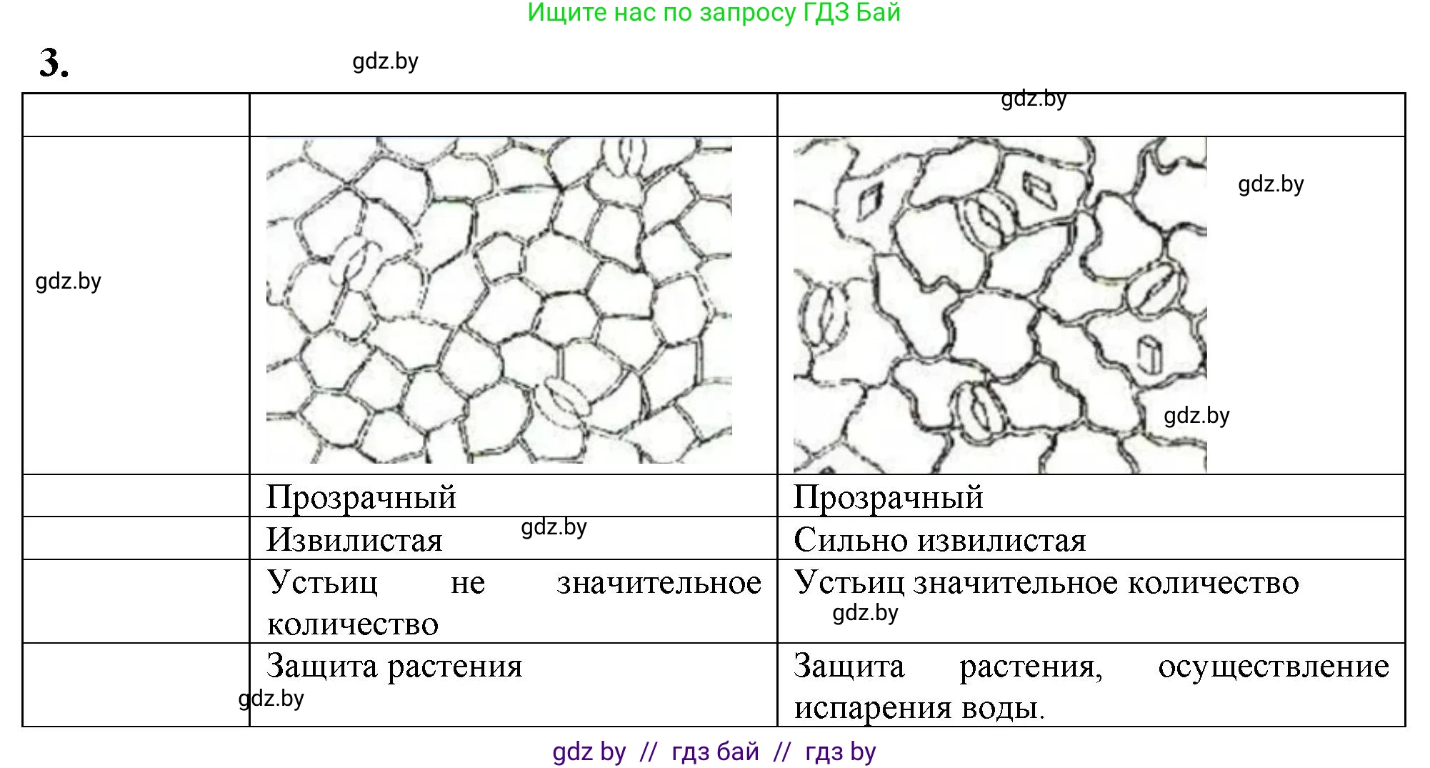 Биология, 7 класс тетрадь для экскусрий, лабораторных и практических работ, автор: Рогожников Олег Николаевич, издательство Сэр-Вит, Минск, 2022, голубого цвета, страница 14, номер 3, Решение