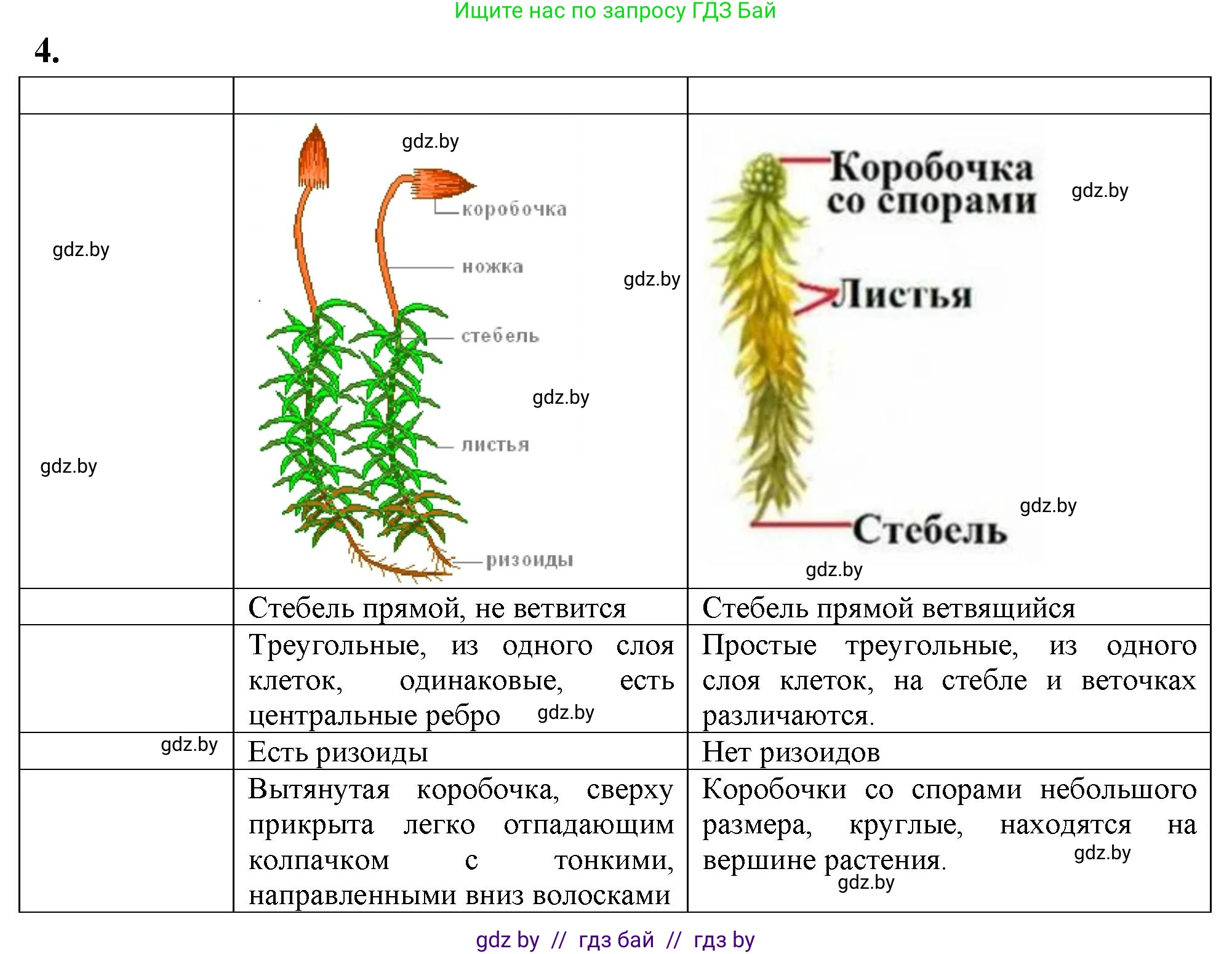 Биология, 7 класс тетрадь для экскусрий, лабораторных и практических работ, автор: Рогожников Олег Николаевич, издательство Сэр-Вит, Минск, 2022, голубого цвета, страница 17, номер 4, Решение