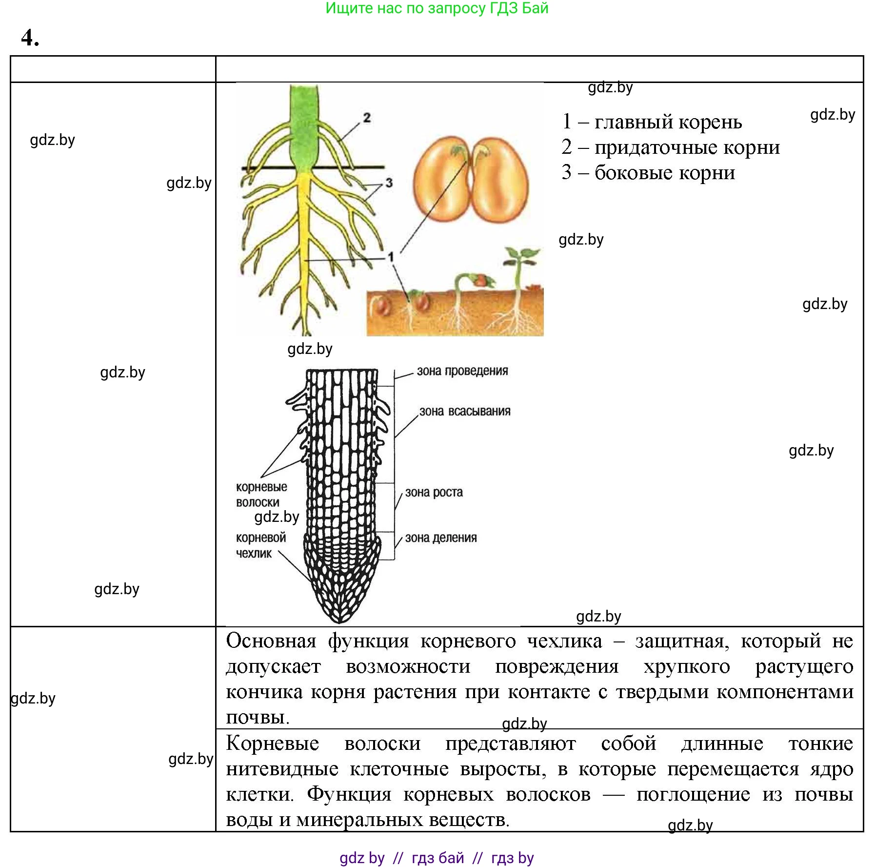 Биология, 7 класс тетрадь для экскусрий, лабораторных и практических работ, автор: Рогожников Олег Николаевич, издательство Сэр-Вит, Минск, 2022, голубого цвета, страница 23, номер 4, Решение