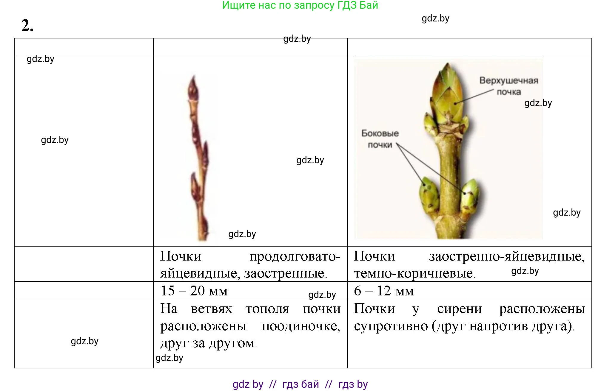 Биология, 7 класс тетрадь для экскусрий, лабораторных и практических работ, автор: Рогожников Олег Николаевич, издательство Сэр-Вит, Минск, 2022, голубого цвета, страница 25, номер 2, Решение