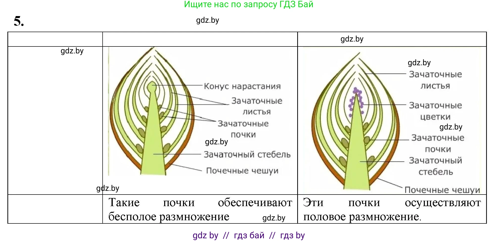 Биология, 7 класс тетрадь для экскусрий, лабораторных и практических работ, автор: Рогожников Олег Николаевич, издательство Сэр-Вит, Минск, 2022, голубого цвета, страница 27, номер 5, Решение