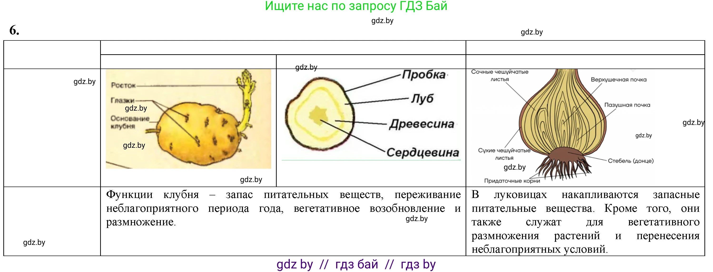 Биология, 7 класс тетрадь для экскусрий, лабораторных и практических работ, автор: Рогожников Олег Николаевич, издательство Сэр-Вит, Минск, 2022, голубого цвета, страница 31, номер 6, Решение