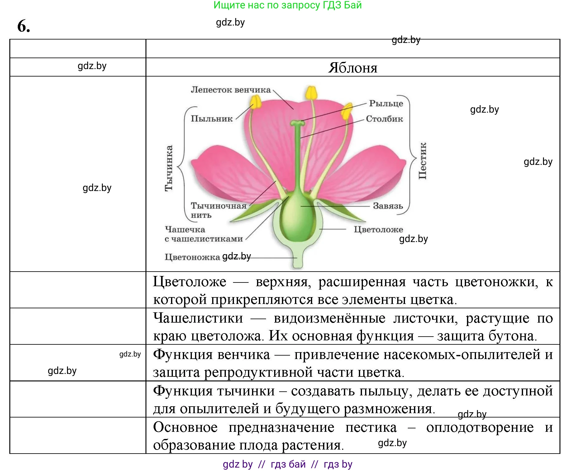 Биология, 7 класс тетрадь для экскусрий, лабораторных и практических работ, автор: Рогожников Олег Николаевич, издательство Сэр-Вит, Минск, 2022, голубого цвета, страница 35, номер 6, Решение