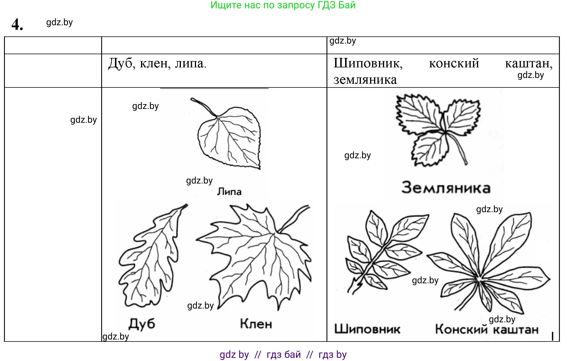 Биология, 7 класс тетрадь для экскусрий, лабораторных и практических работ, автор: Рогожников Олег Николаевич, издательство Сэр-Вит, Минск, 2022, голубого цвета, страница 29, номер 4, Решение