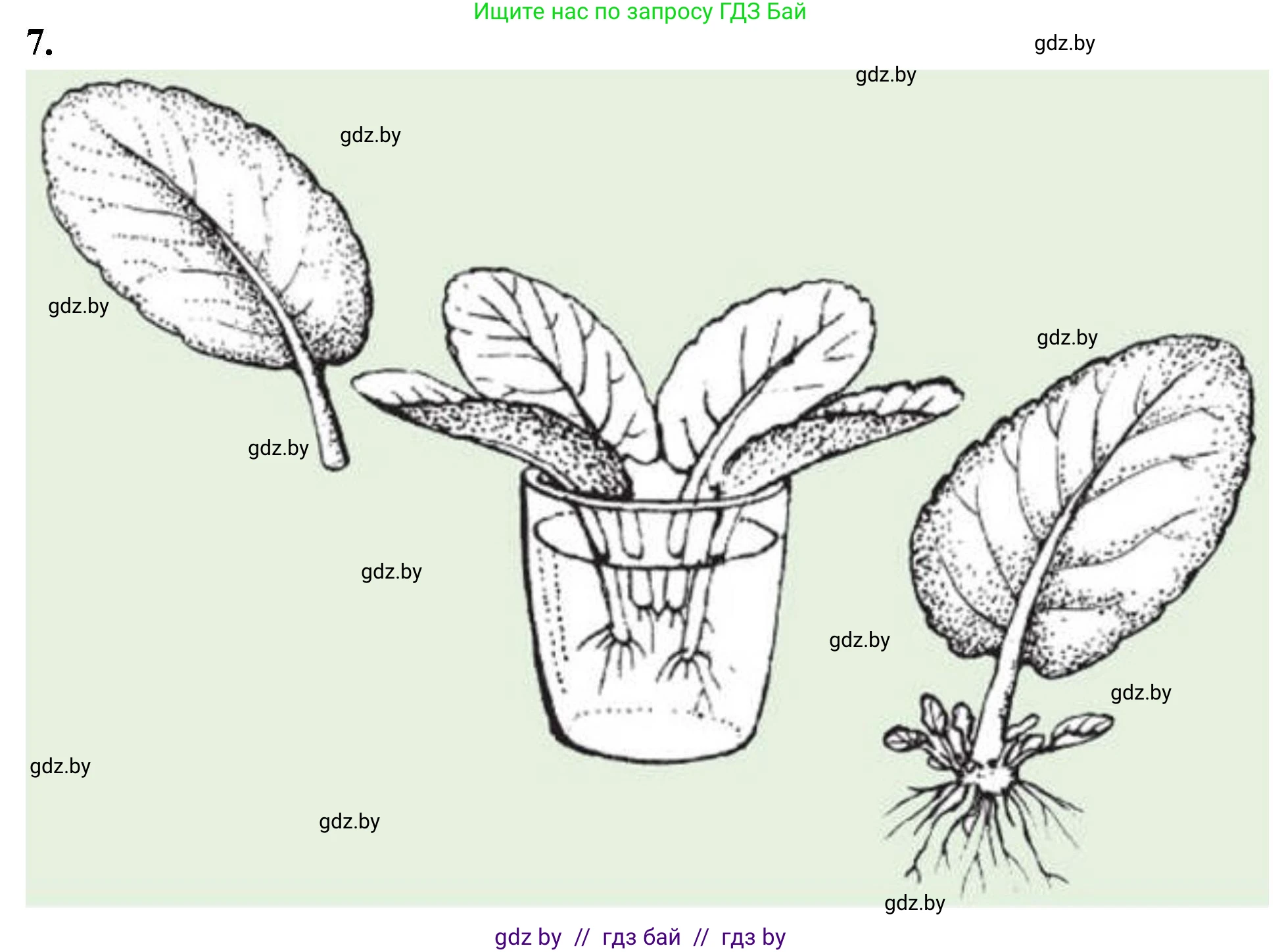 Биология, 7 класс тетрадь для экскусрий, лабораторных и практических работ, автор: Рогожников Олег Николаевич, издательство Сэр-Вит, Минск, 2022, голубого цвета, страница 34, номер 7, Решение