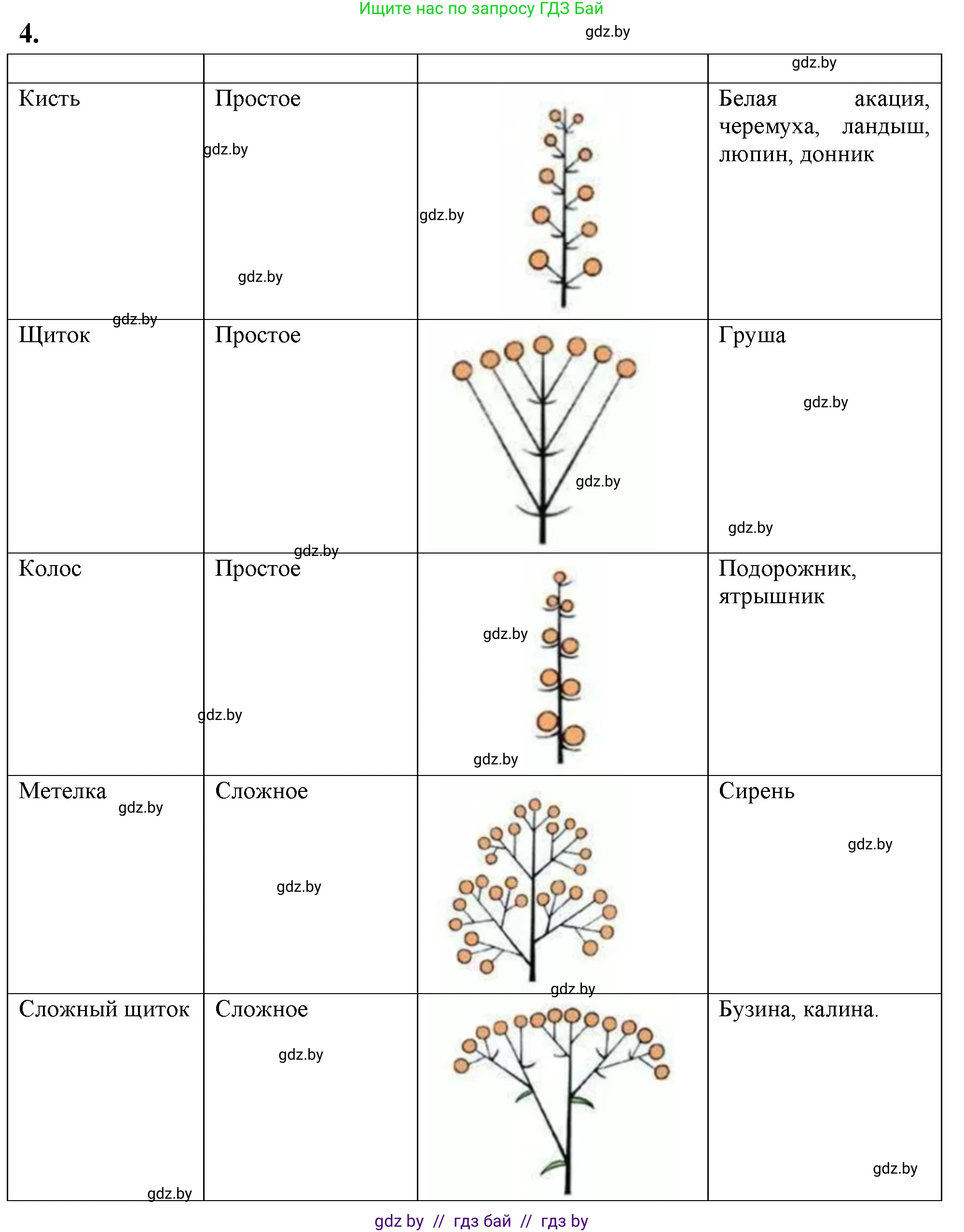 Биология, 7 класс тетрадь для экскусрий, лабораторных и практических работ, автор: Рогожников Олег Николаевич, издательство Сэр-Вит, Минск, 2022, голубого цвета, страница 37, номер 4, Решение