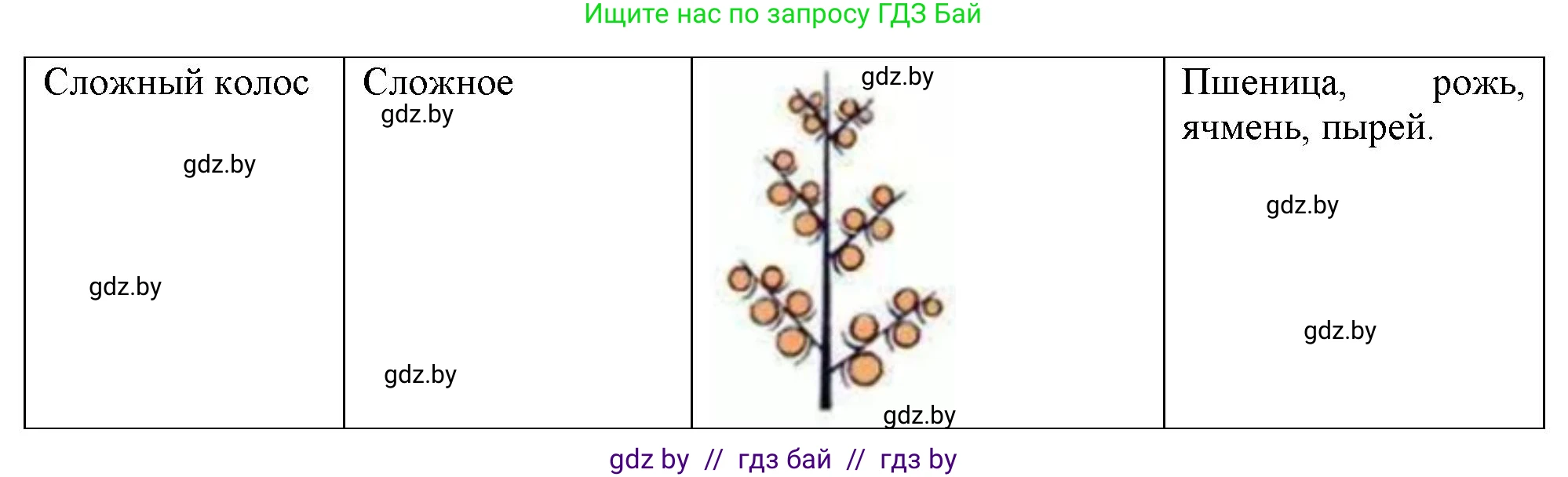Биология, 7 класс тетрадь для экскусрий, лабораторных и практических работ, автор: Рогожников Олег Николаевич, издательство Сэр-Вит, Минск, 2022, голубого цвета, страница 37, номер 4, Решение (продолжение 2)