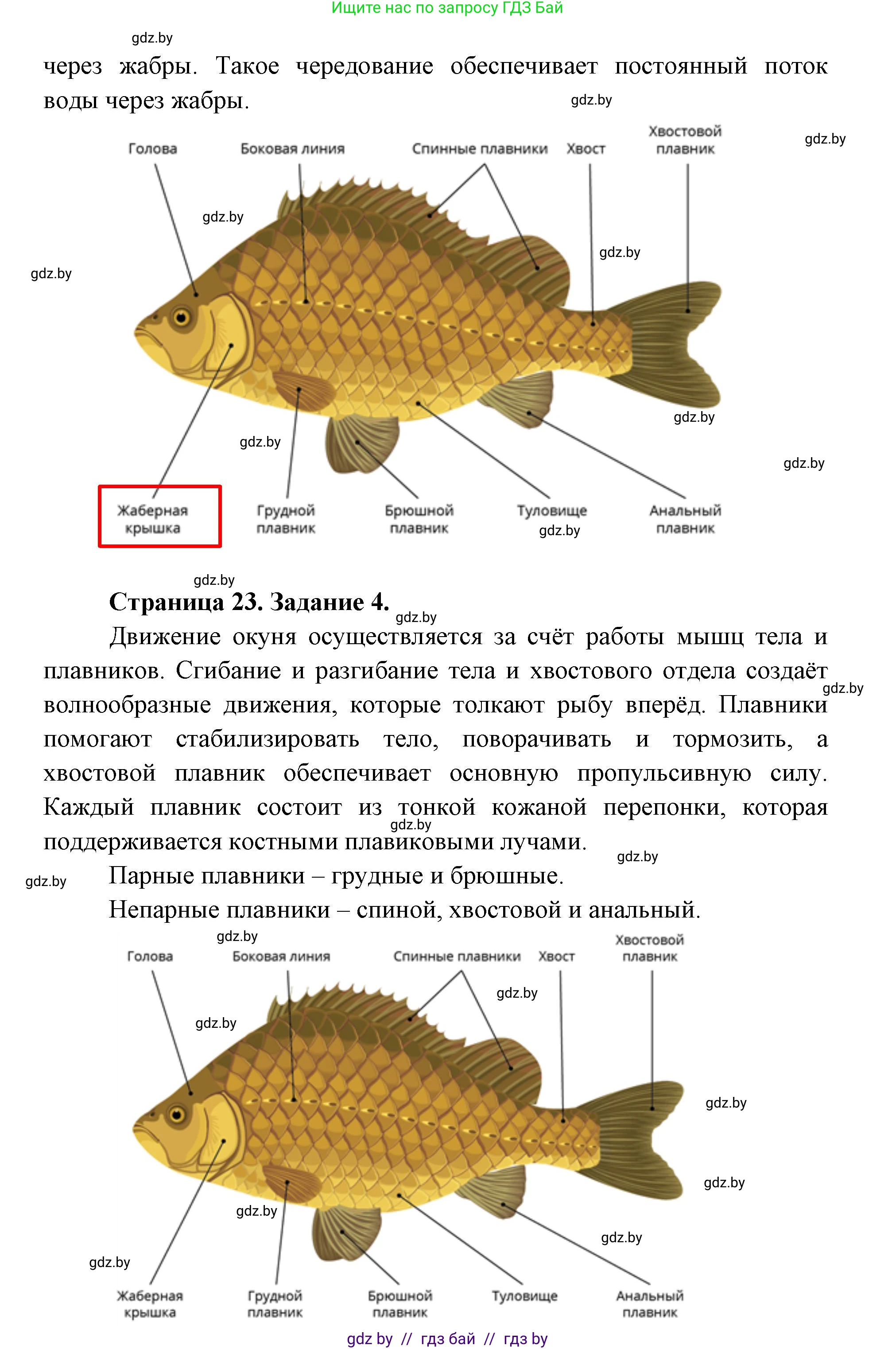 Биология, 8 класс Тетрадь для лабораторных и практических работ, автор: Лисов Николай Дмитриевич, издательство Аверсэв, Минск, 2025, оранжевого цвета, страница 20, Решение 2025 (продолжение 3)