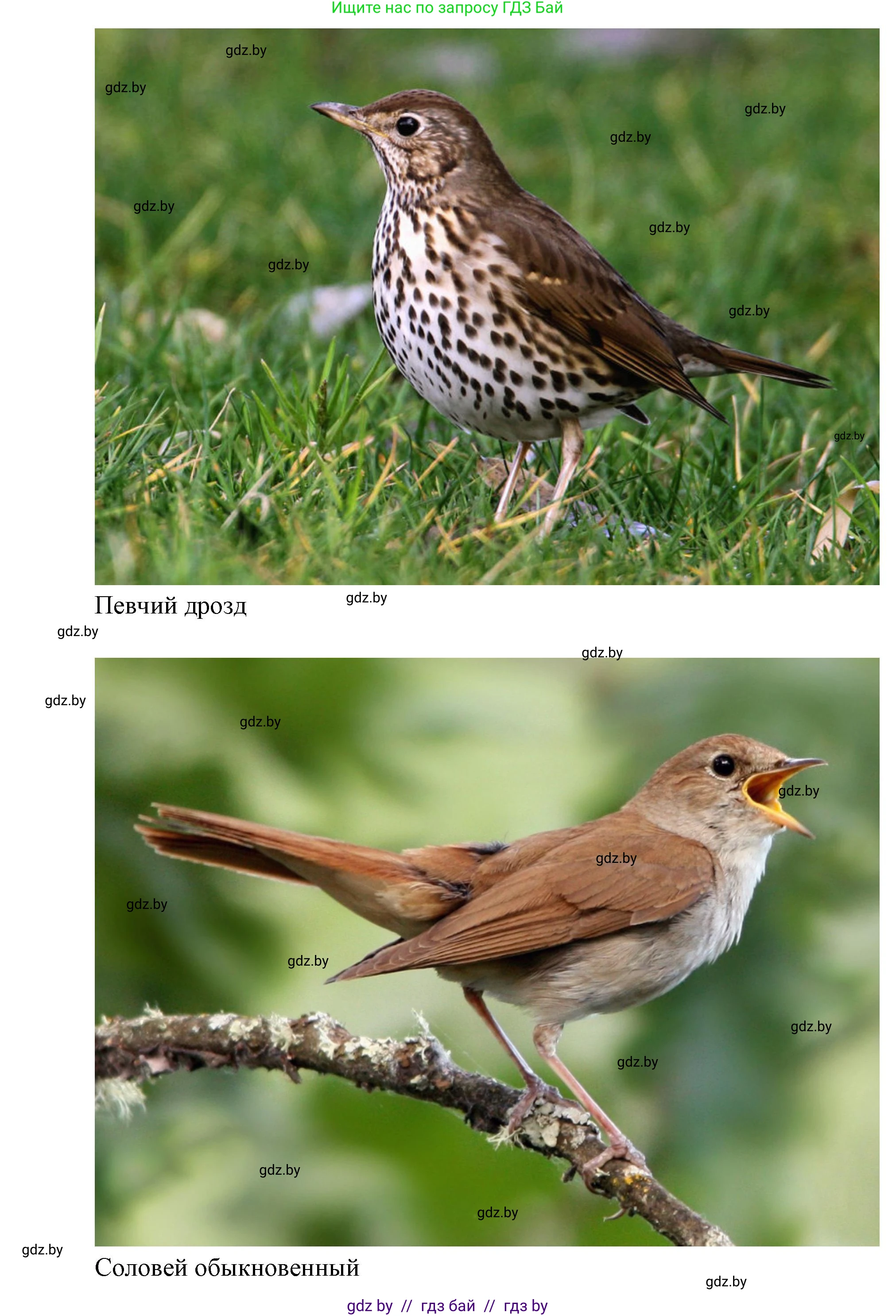 Биология, 8 класс Тетрадь для лабораторных и практических работ, автор: Лисов Николай Дмитриевич, издательство Аверсэв, Минск, 2025, оранжевого цвета, страница 31, Решение 2025 (продолжение 2)