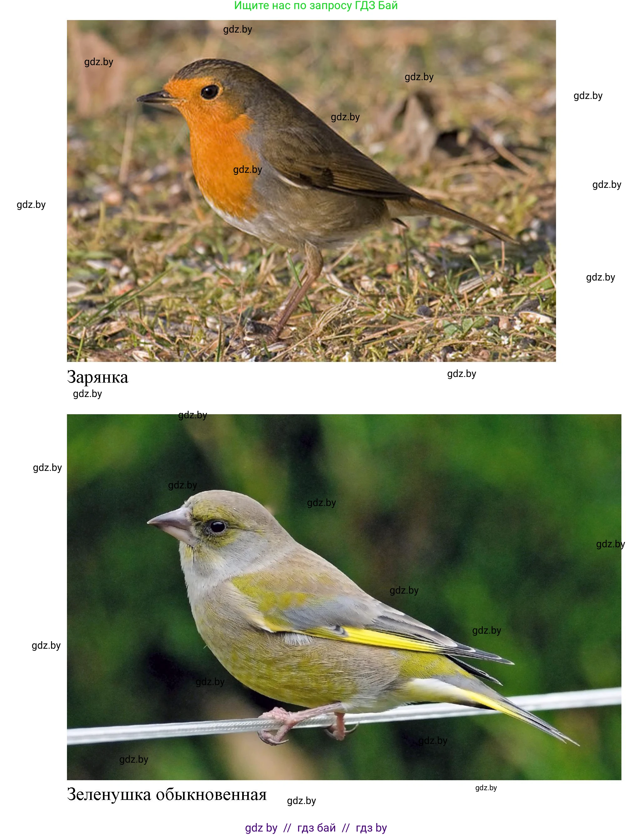 Биология, 8 класс Тетрадь для лабораторных и практических работ, автор: Лисов Николай Дмитриевич, издательство Аверсэв, Минск, 2025, оранжевого цвета, страница 31, Решение 2025 (продолжение 3)