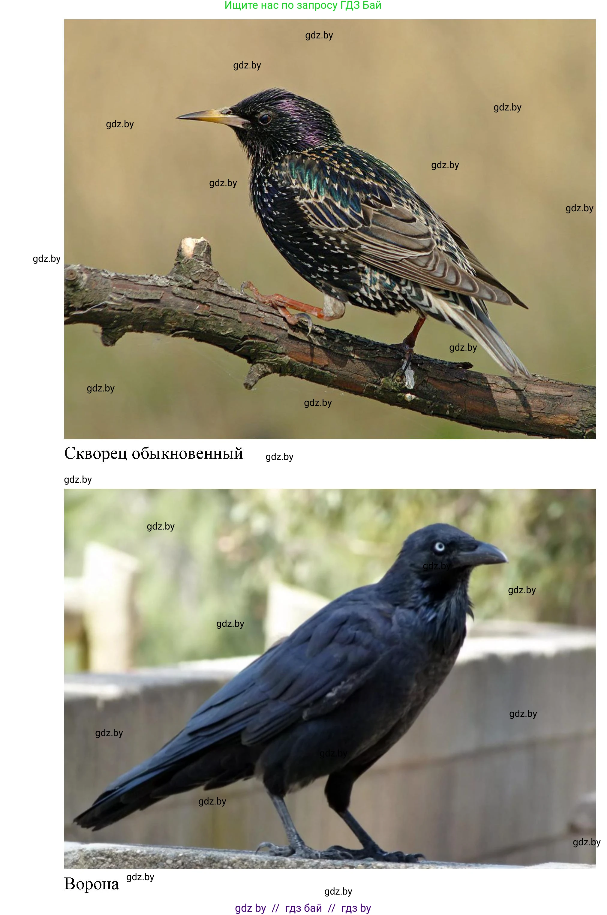 Биология, 8 класс Тетрадь для лабораторных и практических работ, автор: Лисов Николай Дмитриевич, издательство Аверсэв, Минск, 2025, оранжевого цвета, страница 31, Решение 2025 (продолжение 4)