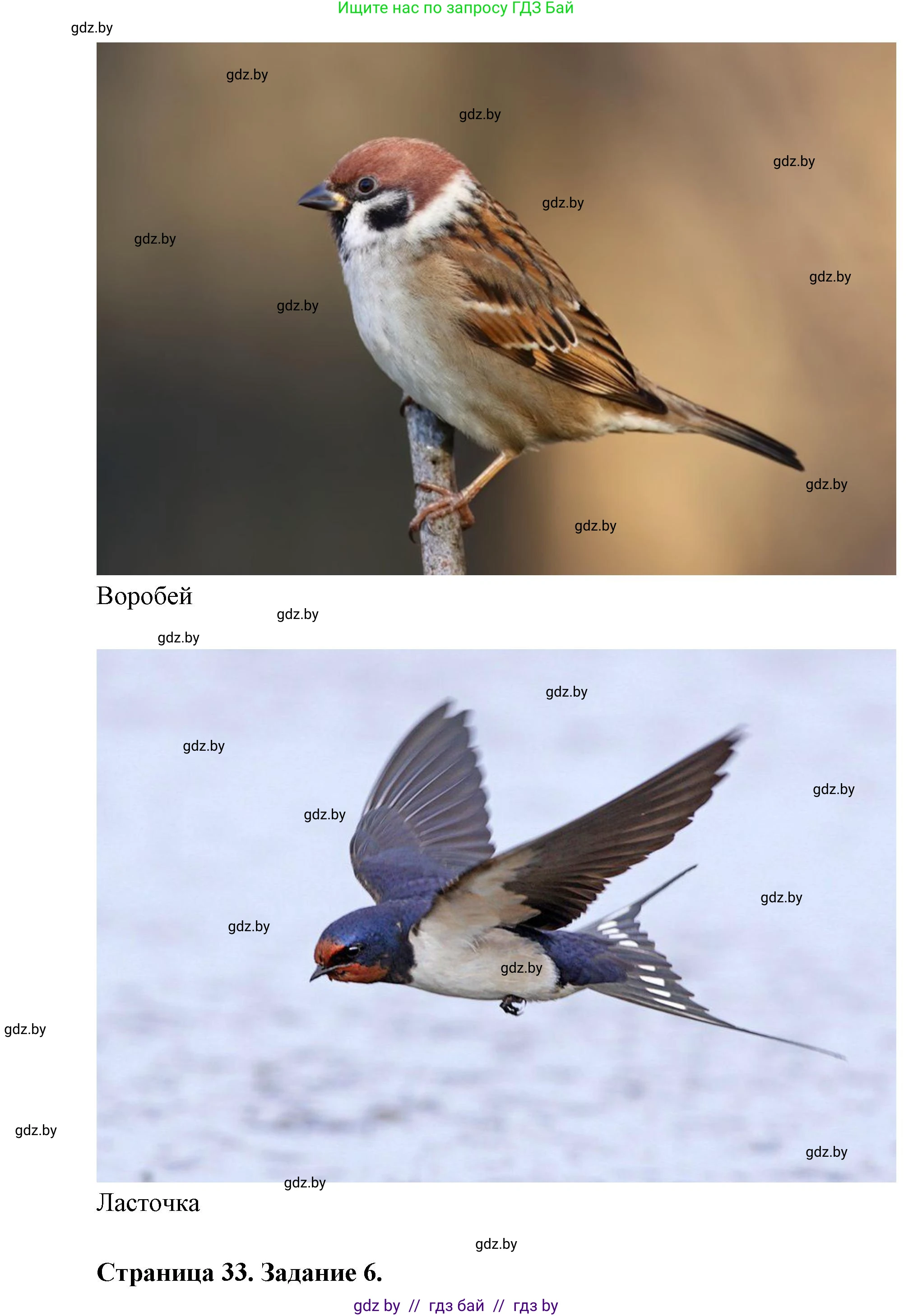 Биология, 8 класс Тетрадь для лабораторных и практических работ, автор: Лисов Николай Дмитриевич, издательство Аверсэв, Минск, 2025, оранжевого цвета, страница 31, Решение 2025 (продолжение 5)