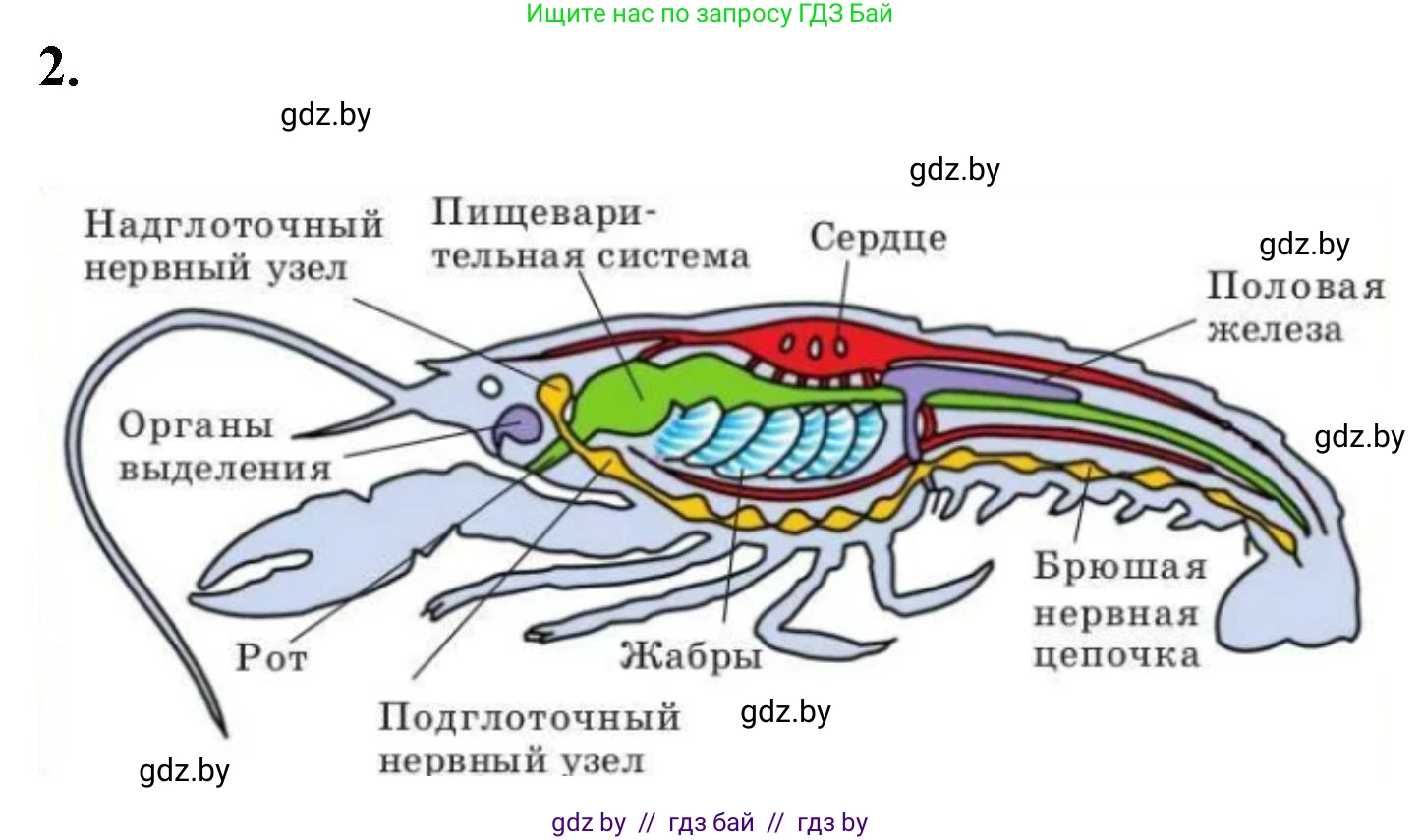 Биология, 8 класс рабочая тетрадь, автор: Лисов Николай Дмитриевич, издательство Аверсэв, Минск, 2018, зелёного цвета, страница 36, номер 2, Решение