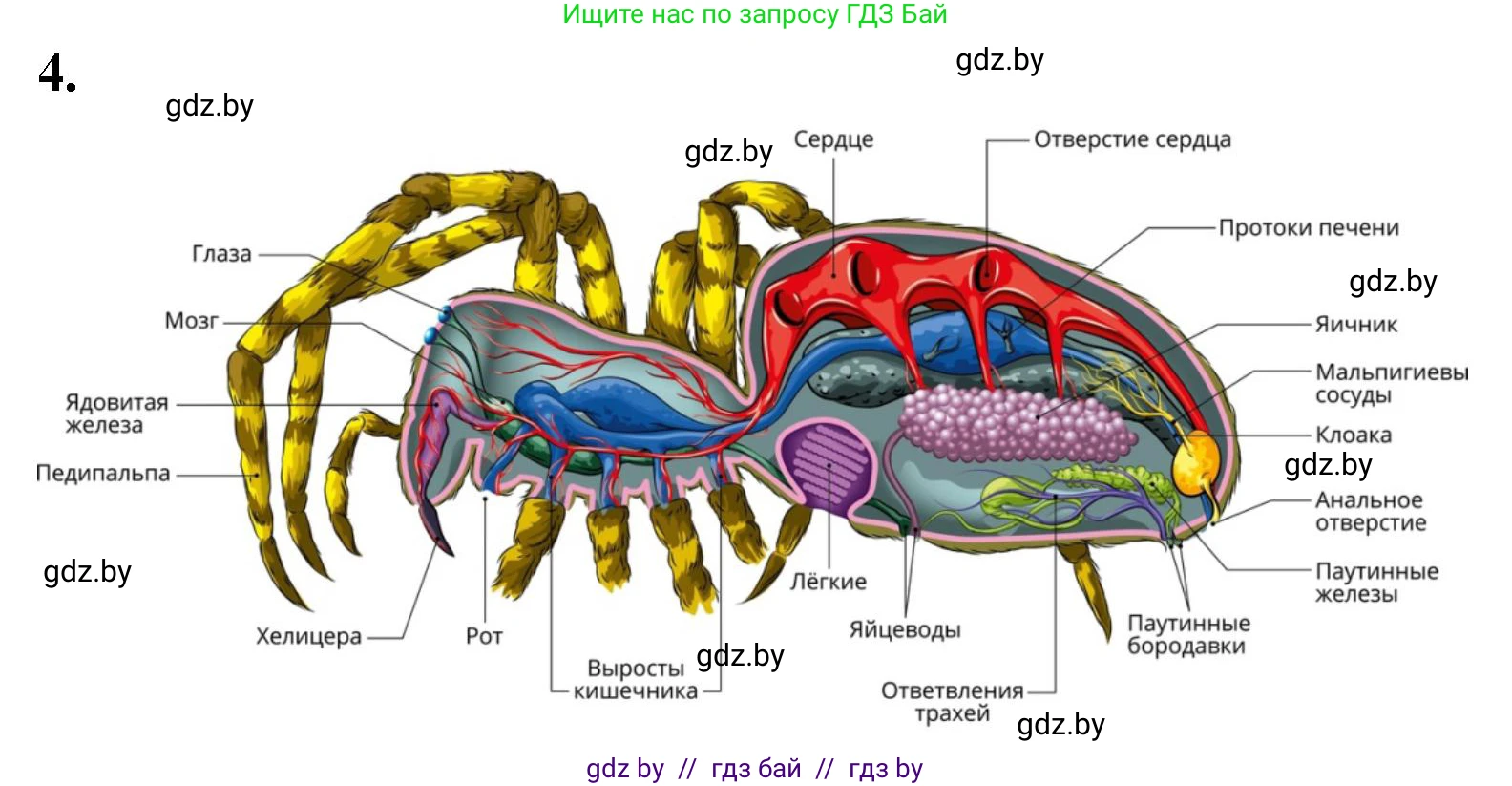 Биология, 8 класс рабочая тетрадь, автор: Лисов Николай Дмитриевич, издательство Аверсэв, Минск, 2018, зелёного цвета, страница 39, номер 4, Решение