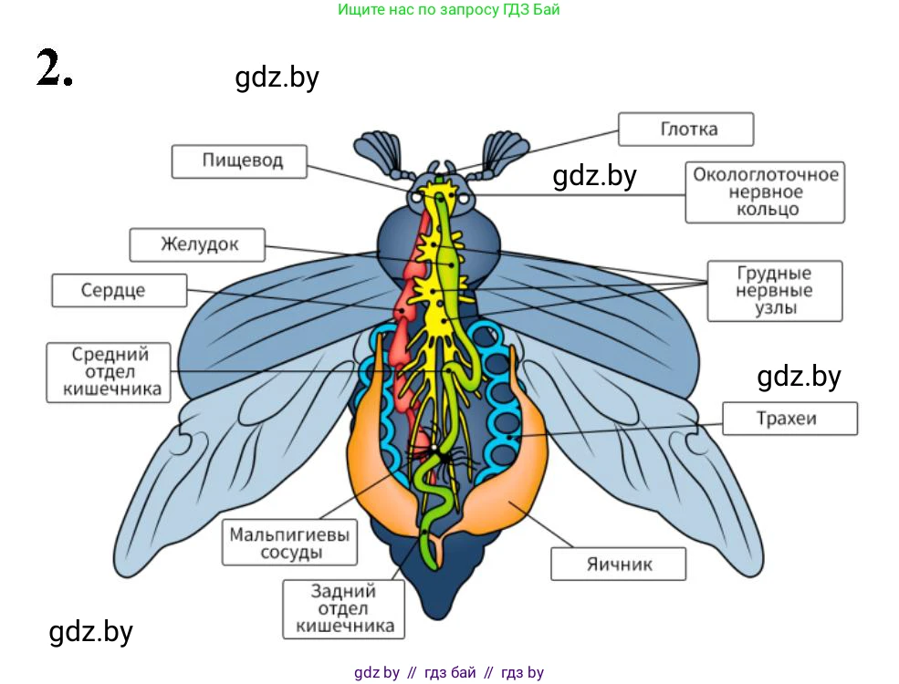 Биология, 8 класс рабочая тетрадь, автор: Лисов Николай Дмитриевич, издательство Аверсэв, Минск, 2018, зелёного цвета, страница 45, номер 2, Решение