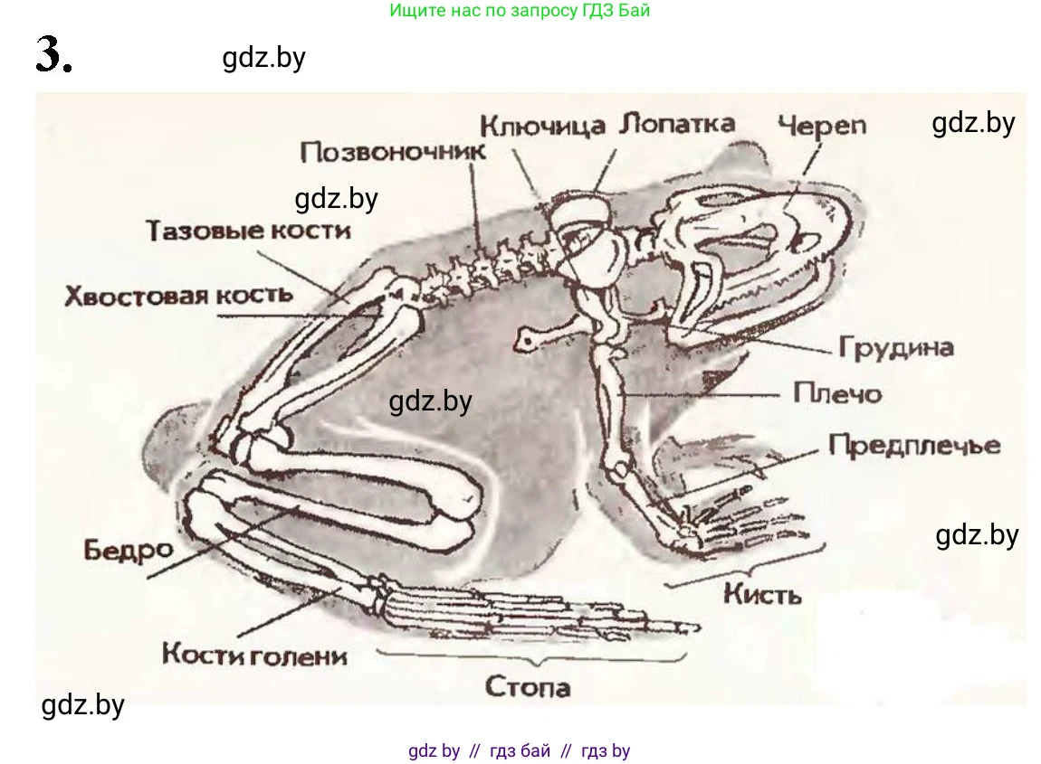 Биология, 8 класс рабочая тетрадь, автор: Лисов Николай Дмитриевич, издательство Аверсэв, Минск, 2018, зелёного цвета, страница 71, номер 3, Решение