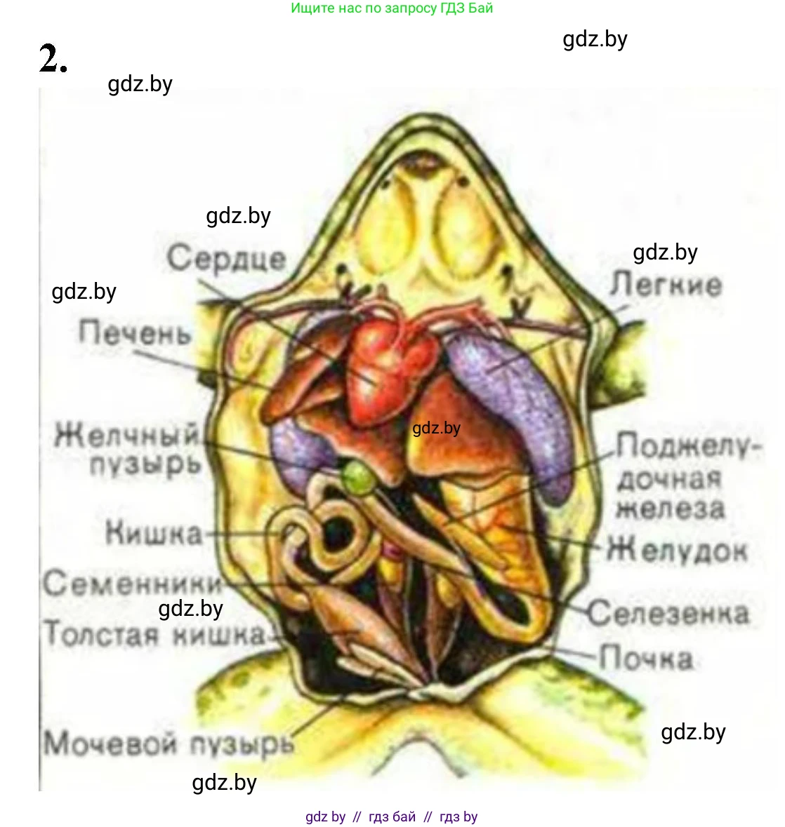 Биология, 8 класс рабочая тетрадь, автор: Лисов Николай Дмитриевич, издательство Аверсэв, Минск, 2018, зелёного цвета, страница 72, номер 2, Решение