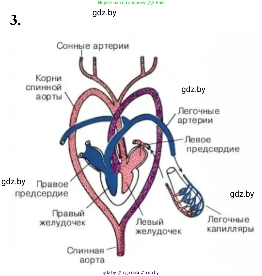 Биология, 8 класс рабочая тетрадь, автор: Лисов Николай Дмитриевич, издательство Аверсэв, Минск, 2018, зелёного цвета, страница 78, номер 3, Решение