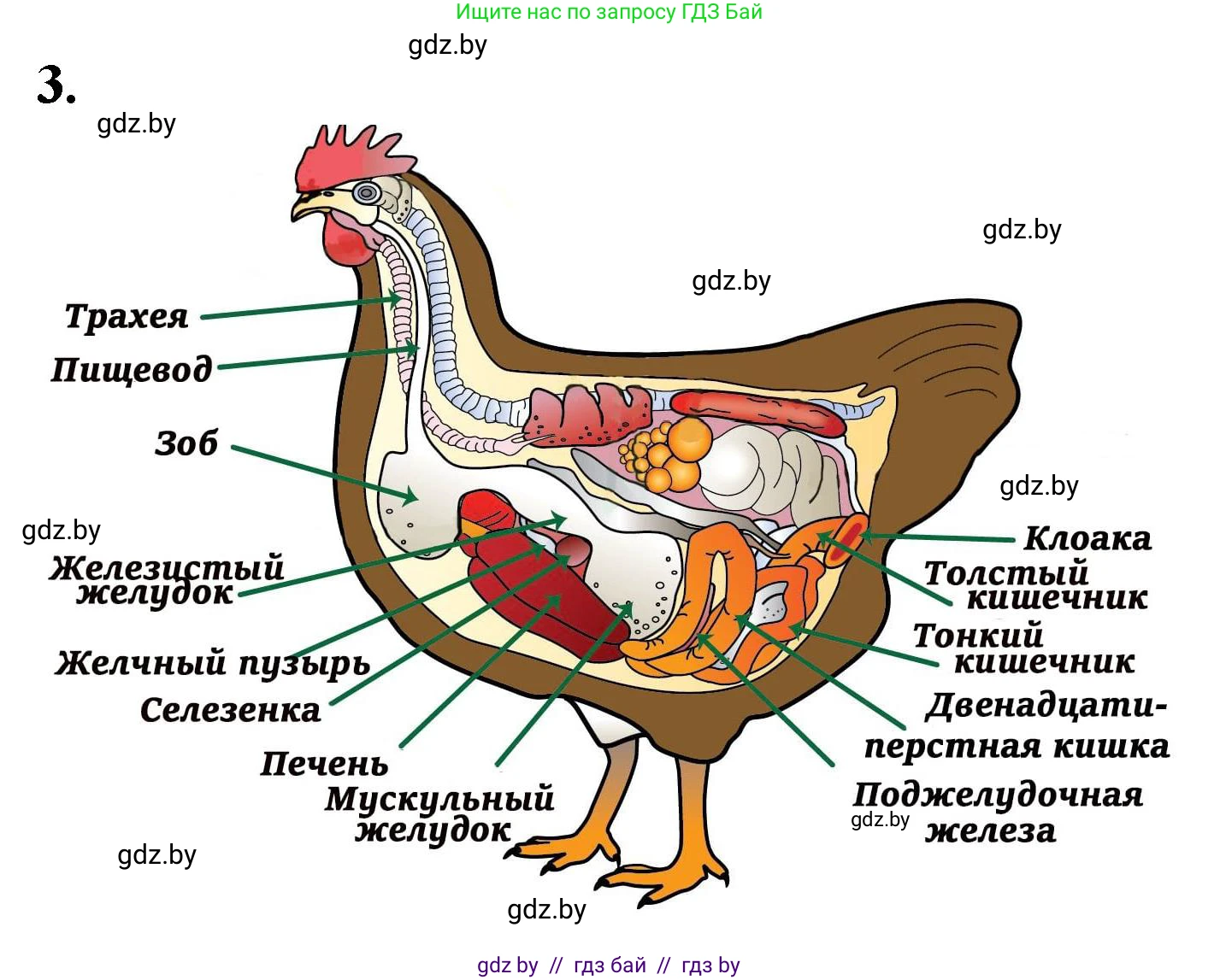 Биология, 8 класс рабочая тетрадь, автор: Лисов Николай Дмитриевич, издательство Аверсэв, Минск, 2018, зелёного цвета, страница 88, номер 3, Решение