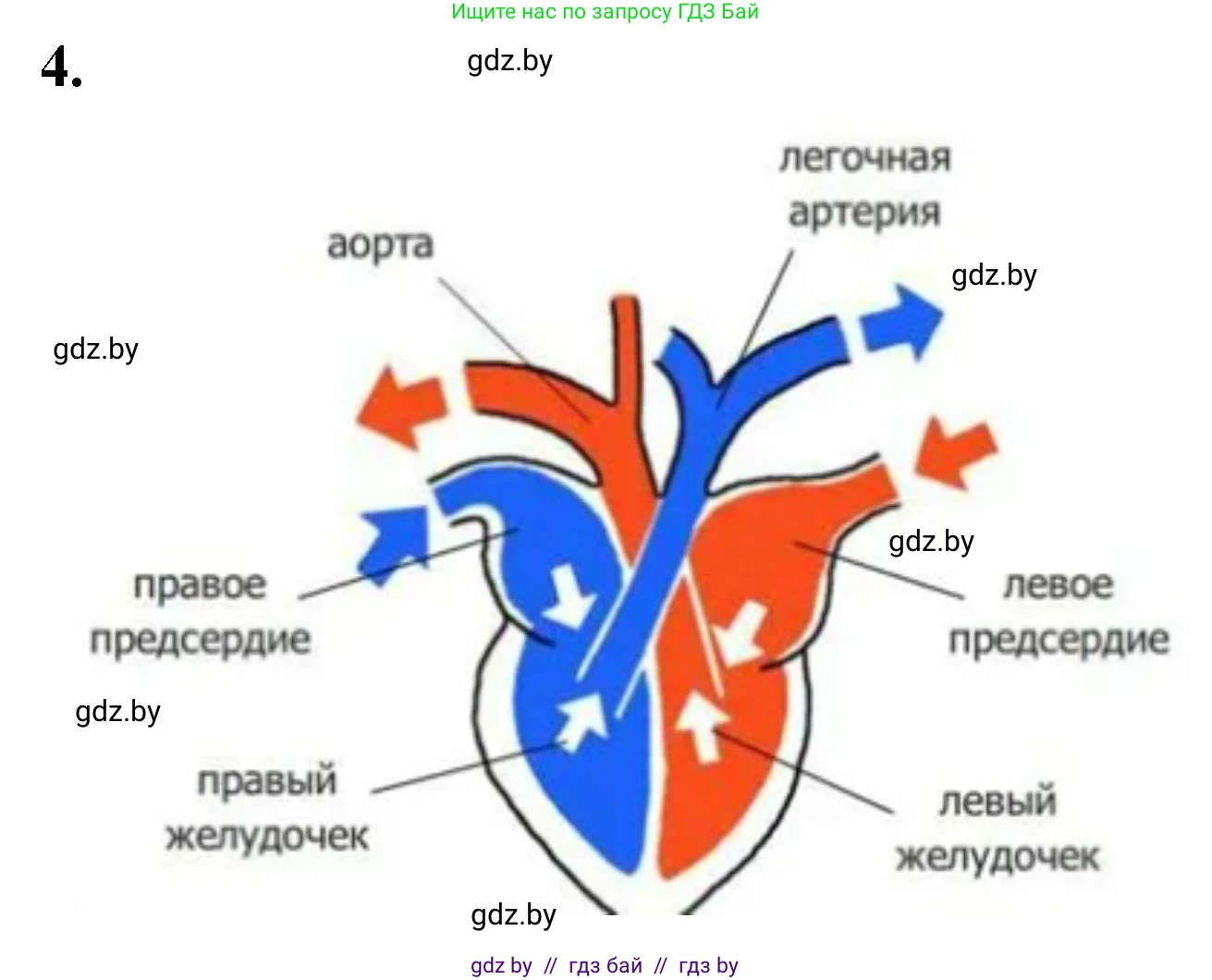 Биология, 8 класс рабочая тетрадь, автор: Лисов Николай Дмитриевич, издательство Аверсэв, Минск, 2018, зелёного цвета, страница 89, номер 4, Решение