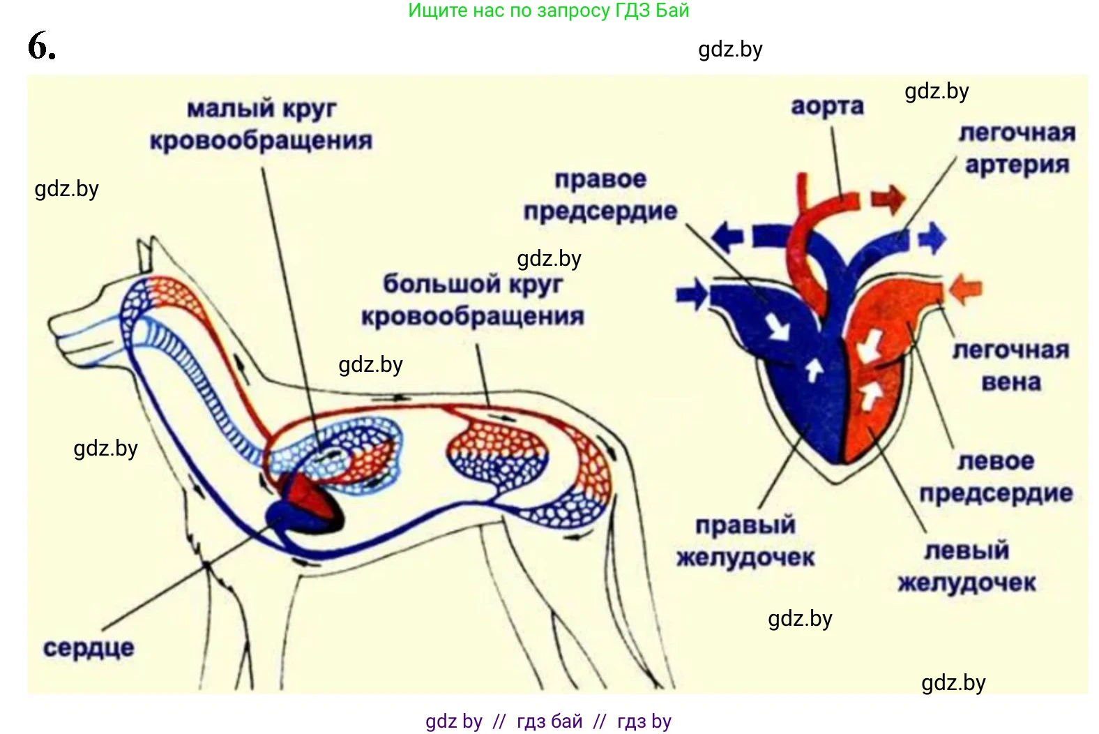 Биология, 8 класс рабочая тетрадь, автор: Лисов Николай Дмитриевич, издательство Аверсэв, Минск, 2018, зелёного цвета, страница 105, номер 6, Решение