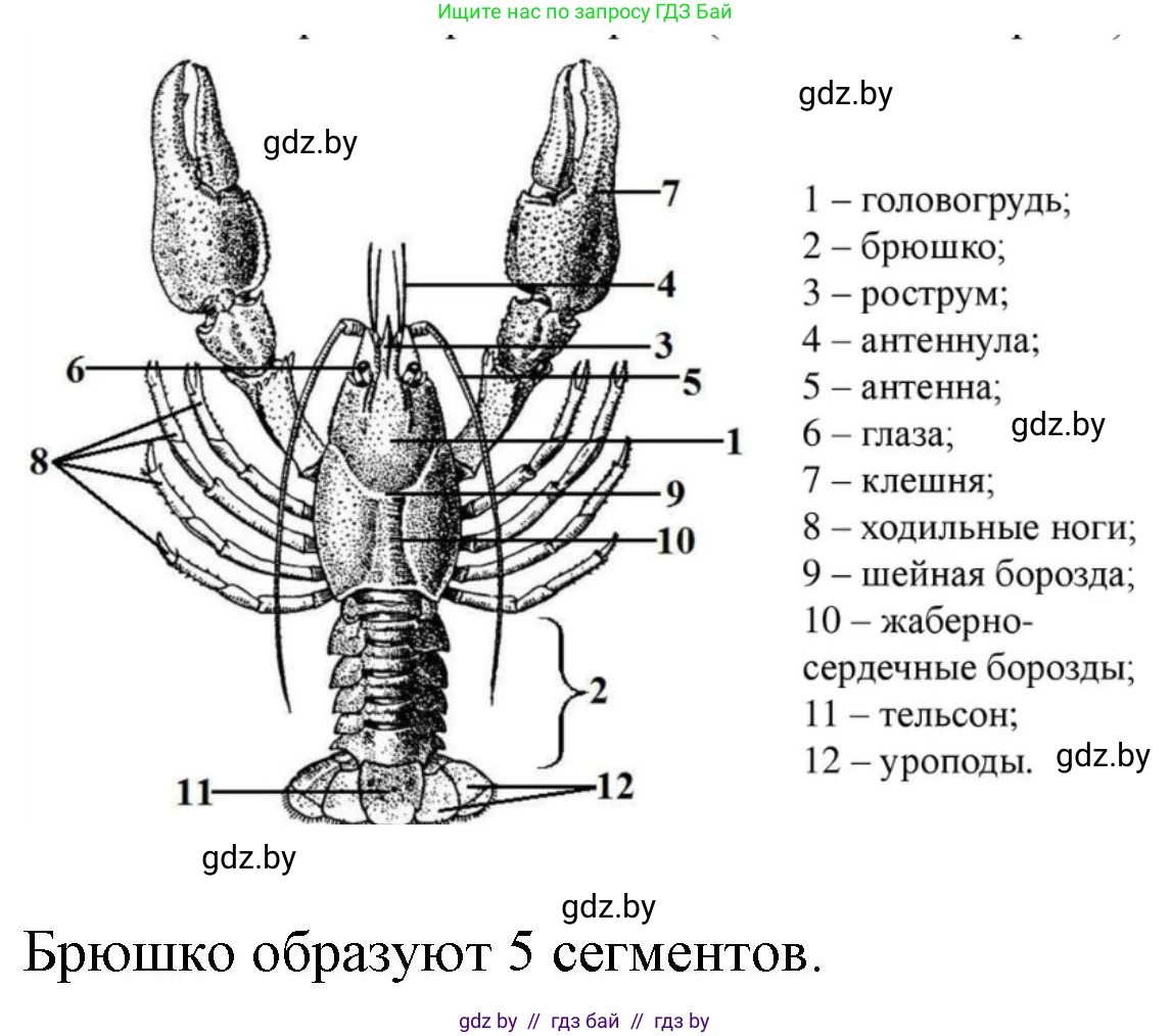 Биология, 8 класс рабочая тетрадь, автор: Лисов Николай Дмитриевич, издательство Аверсэв, Минск, 2018, зелёного цвета, страница 34, номер 4, Решение