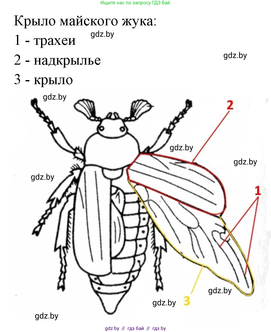 Биология, 8 класс рабочая тетрадь, автор: Лисов Николай Дмитриевич, издательство Аверсэв, Минск, 2018, зелёного цвета, страница 44, номер 5, Решение (продолжение 2)