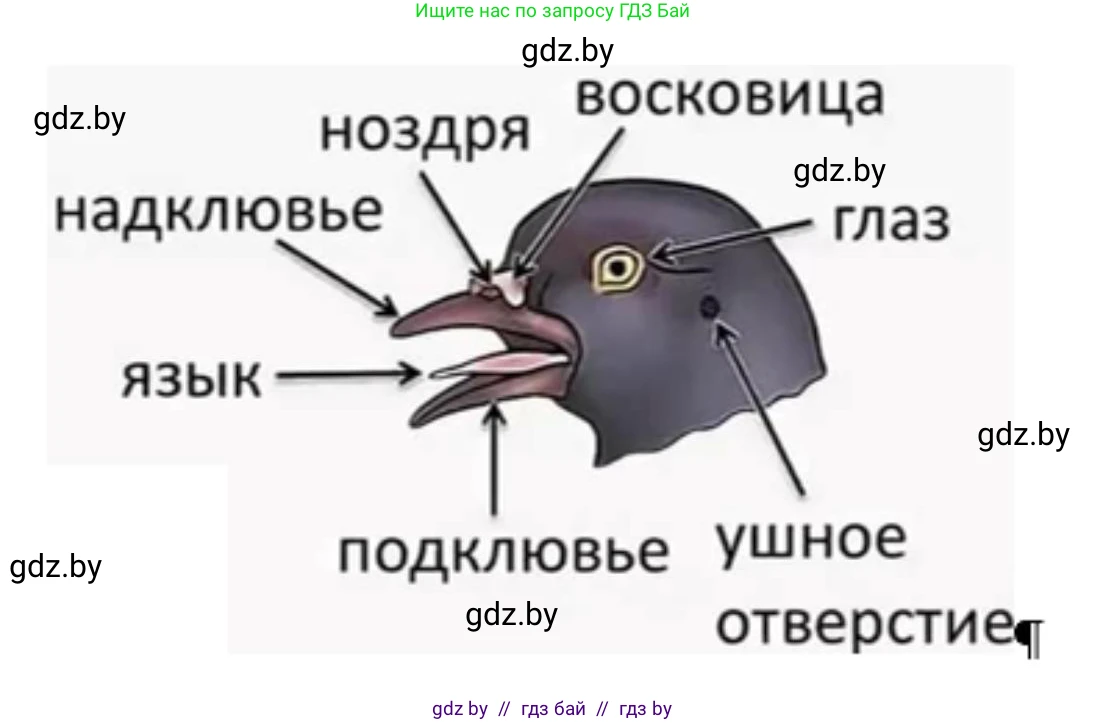 Биология, 8 класс рабочая тетрадь, автор: Лисов Николай Дмитриевич, издательство Аверсэв, Минск, 2018, зелёного цвета, страница 83, номер 4, Решение